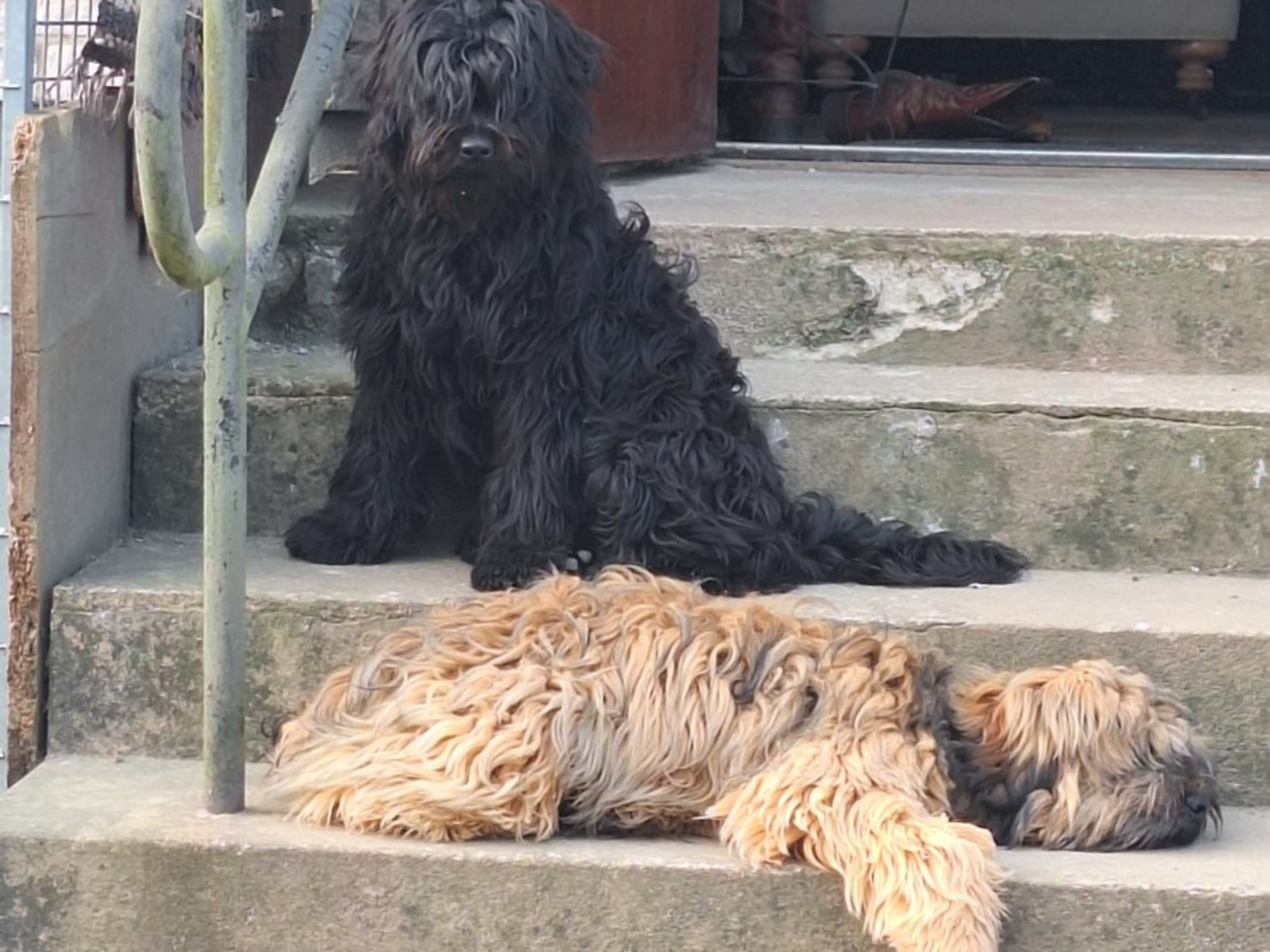 Tibetansk terrier · Hörby · Khambas