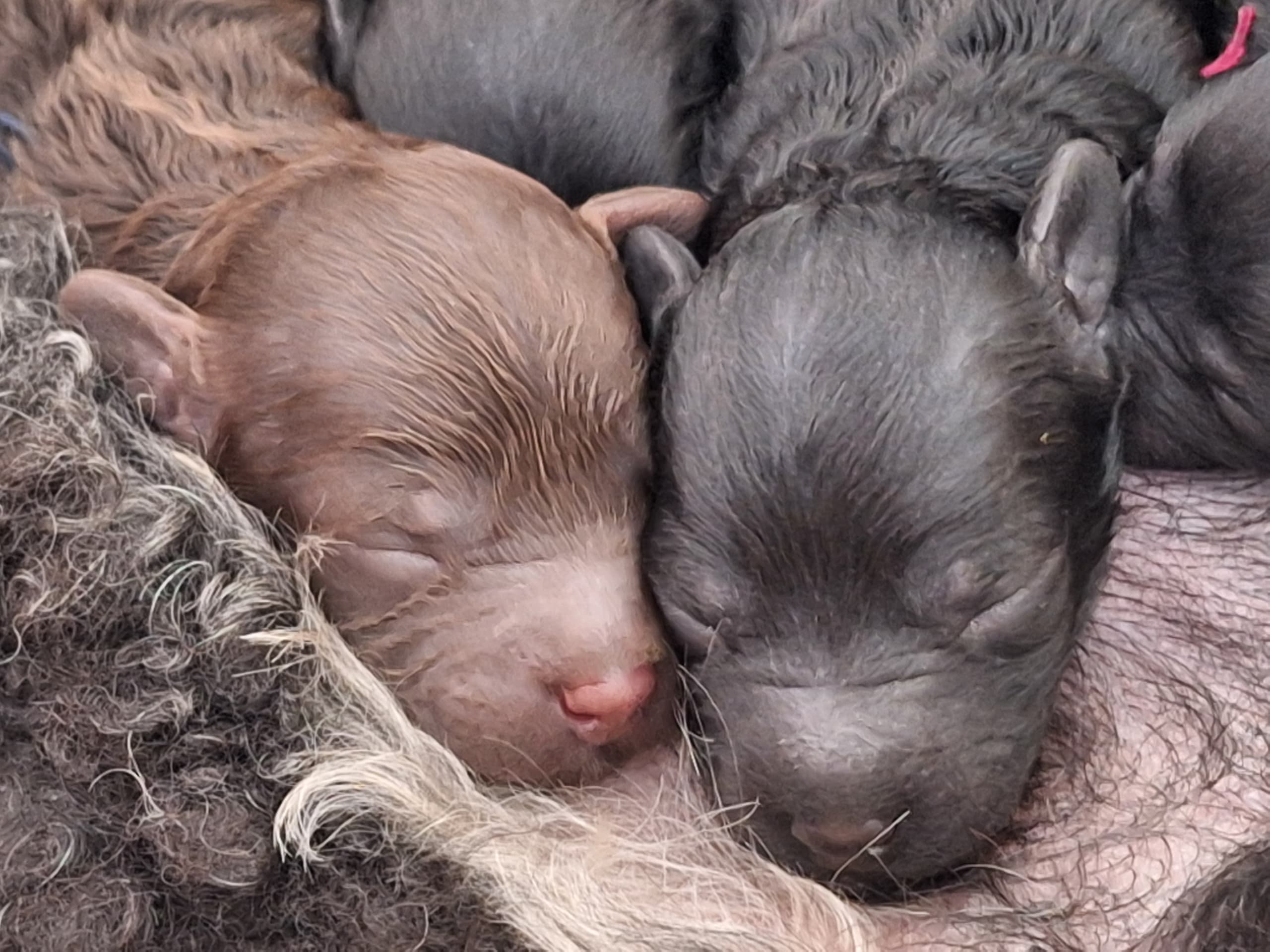 Miniature Poodle · Upplands väsby · Ingen kennel
