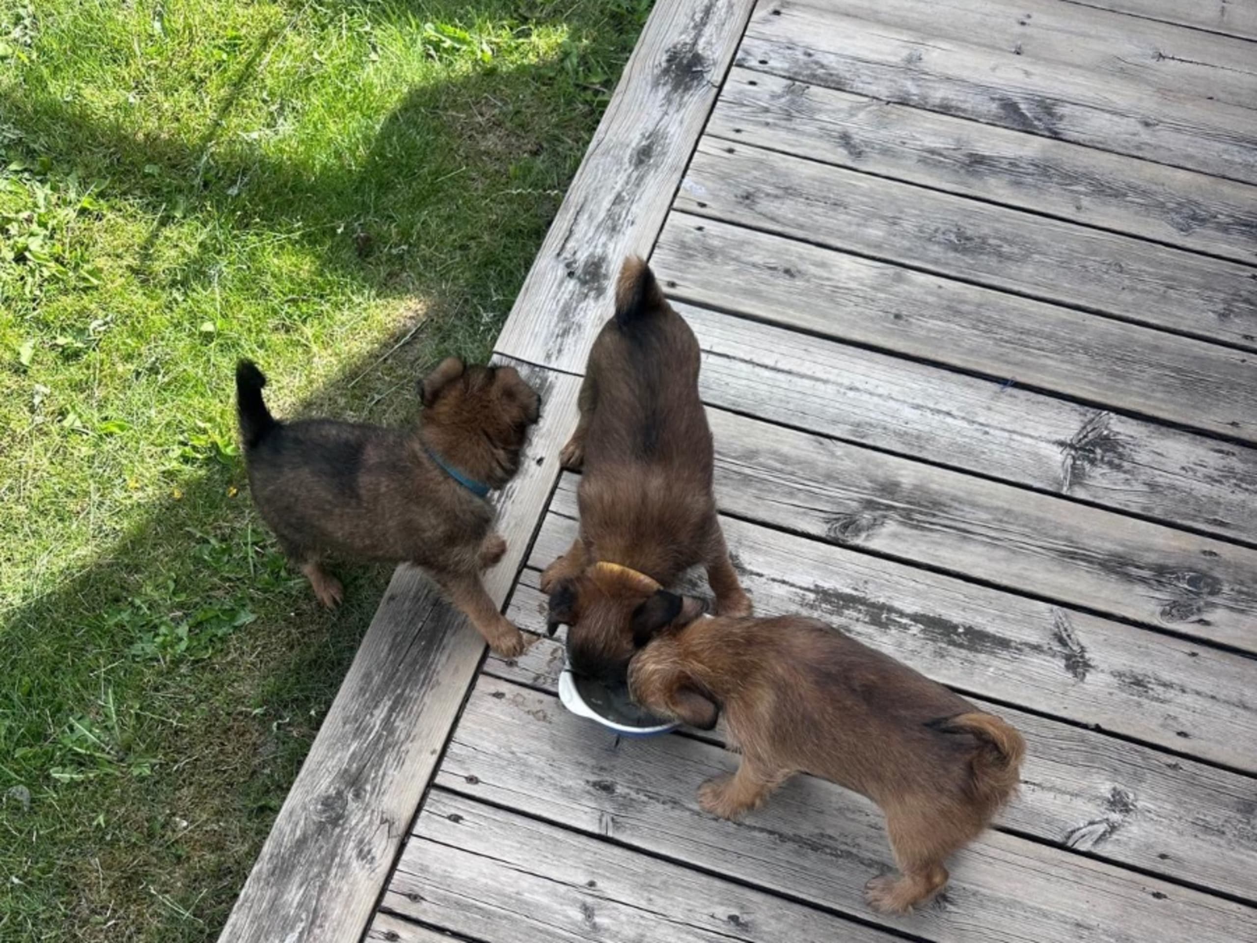 Brussels Griffon · Tyresö · Diddelinos