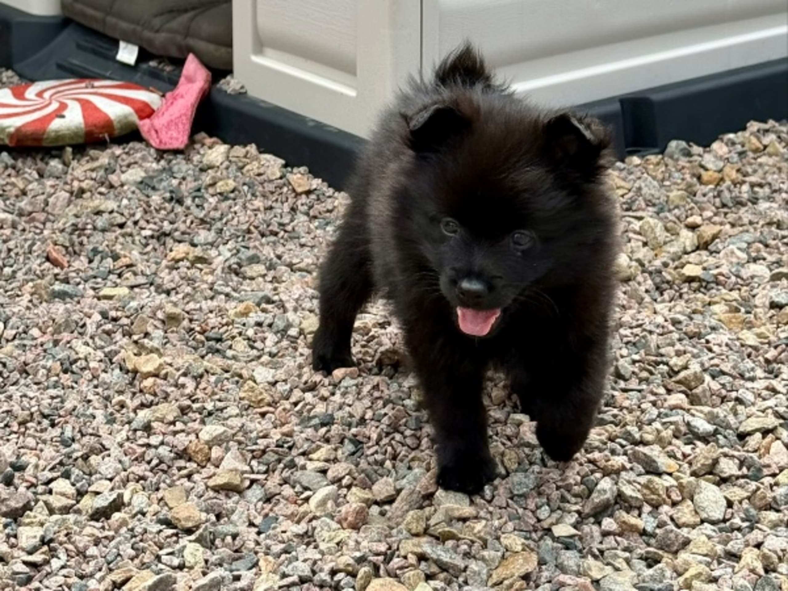German Spitz – Mittelspitz · Klippan · Mittelstars