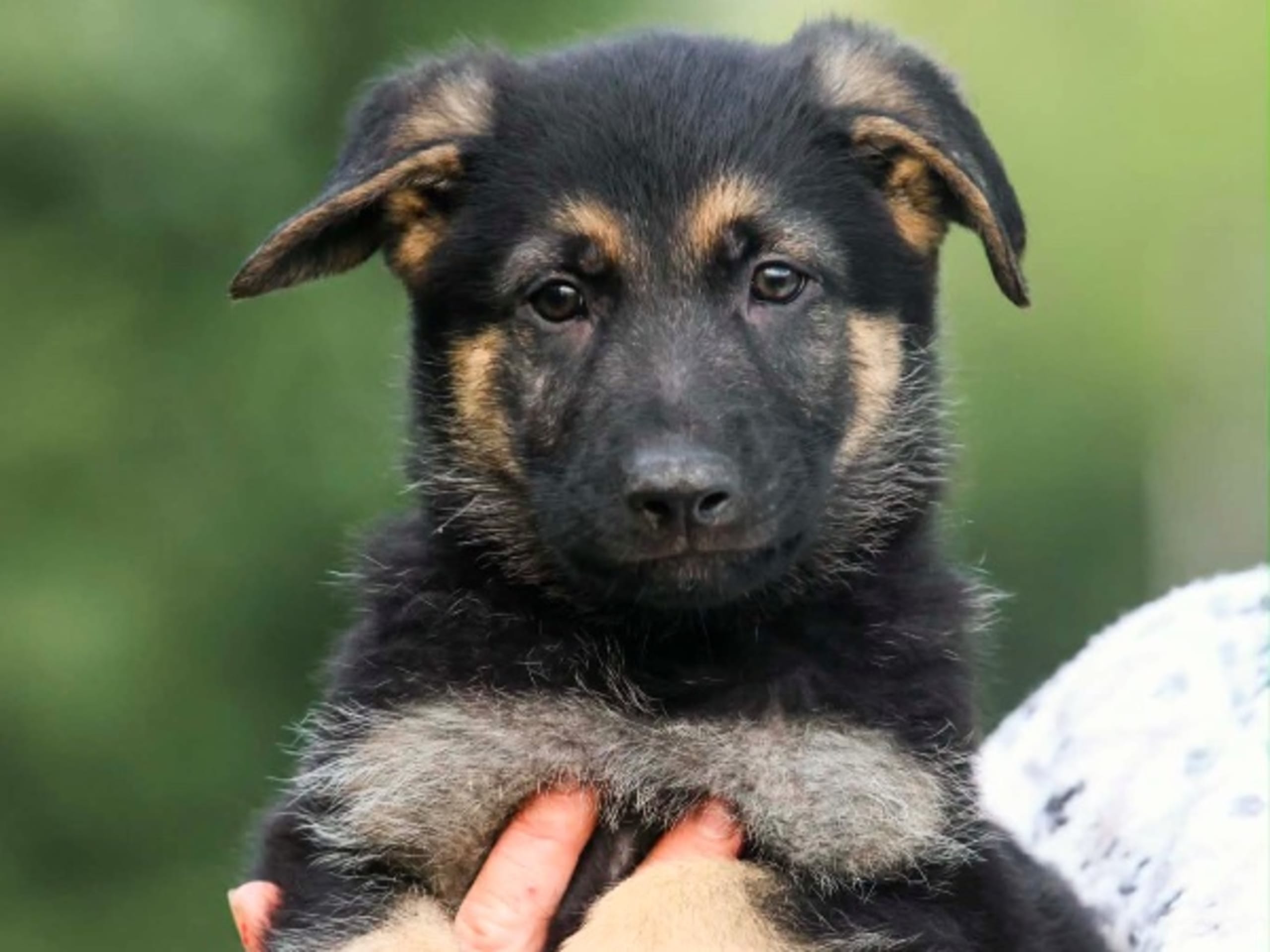 Schäferhund