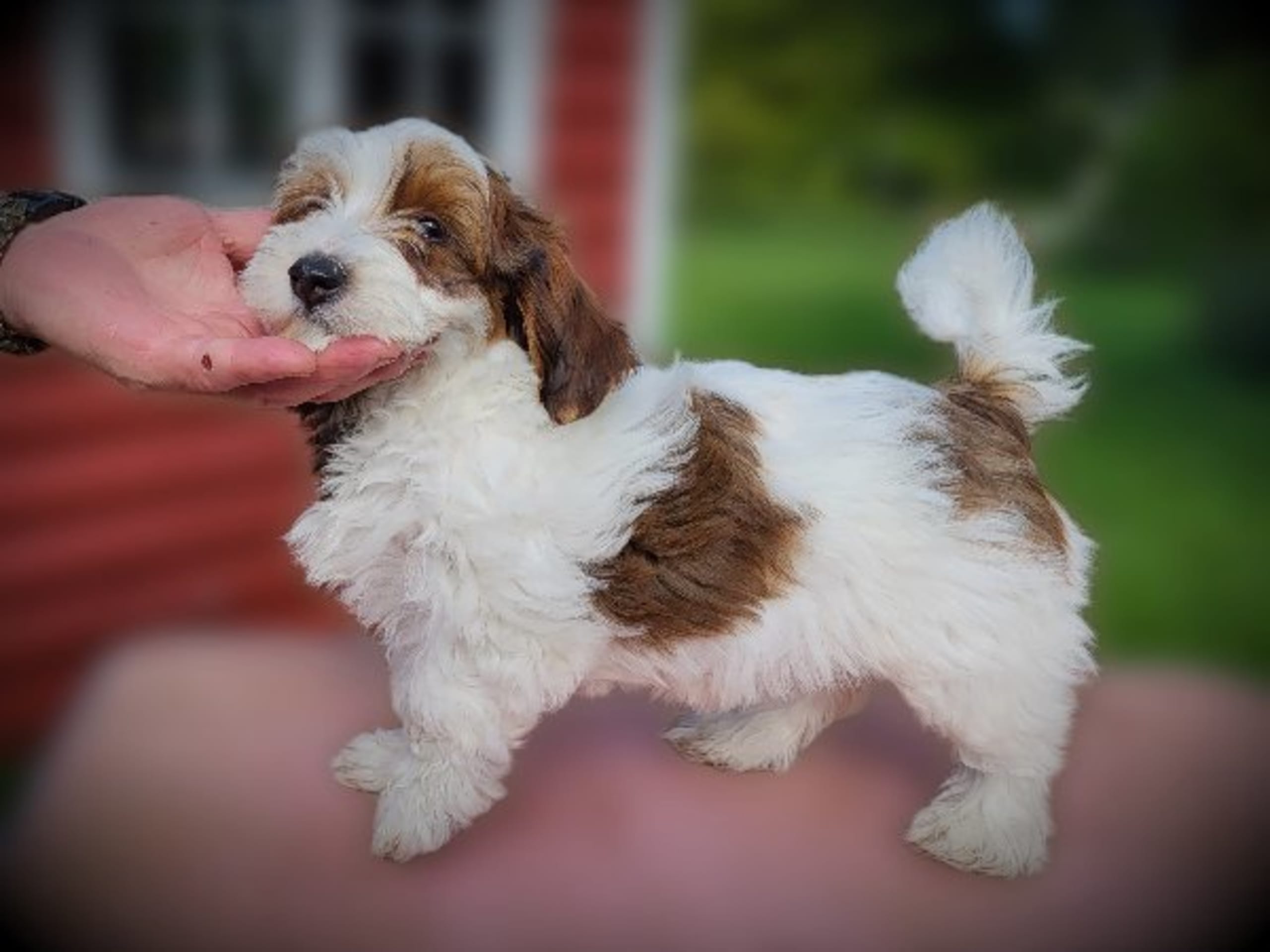 Havanese · Hjo · Wawuschelwalds