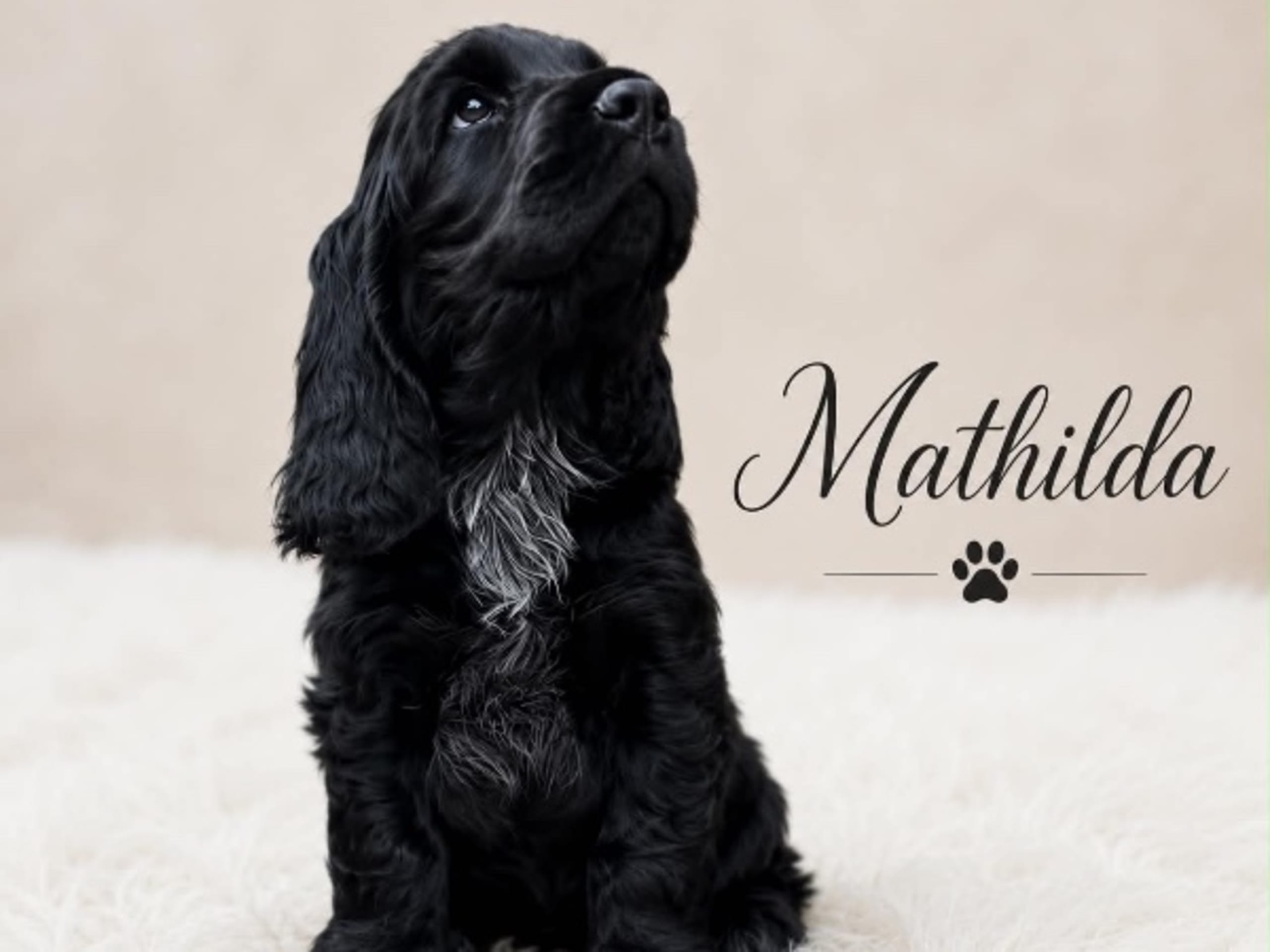 Cocker spaniel