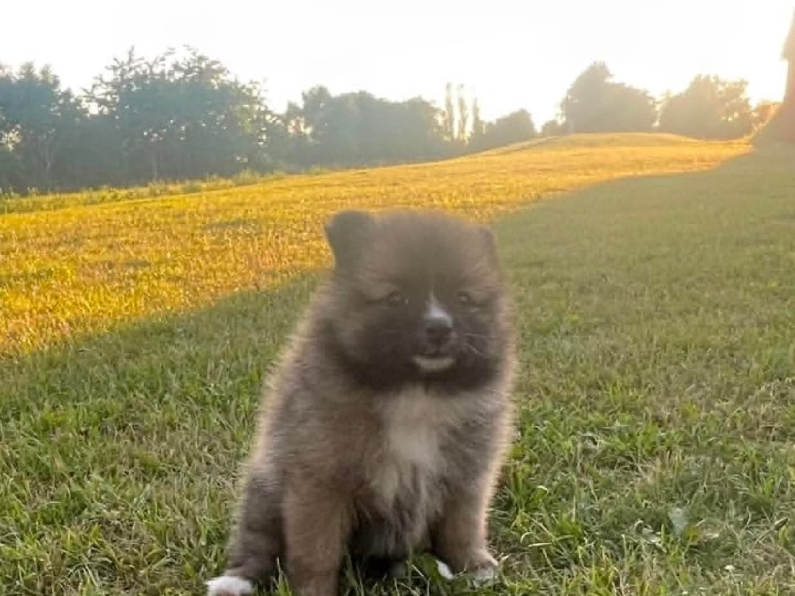 German Spitz – Mittelspitz · Harlösa · Team Draco's