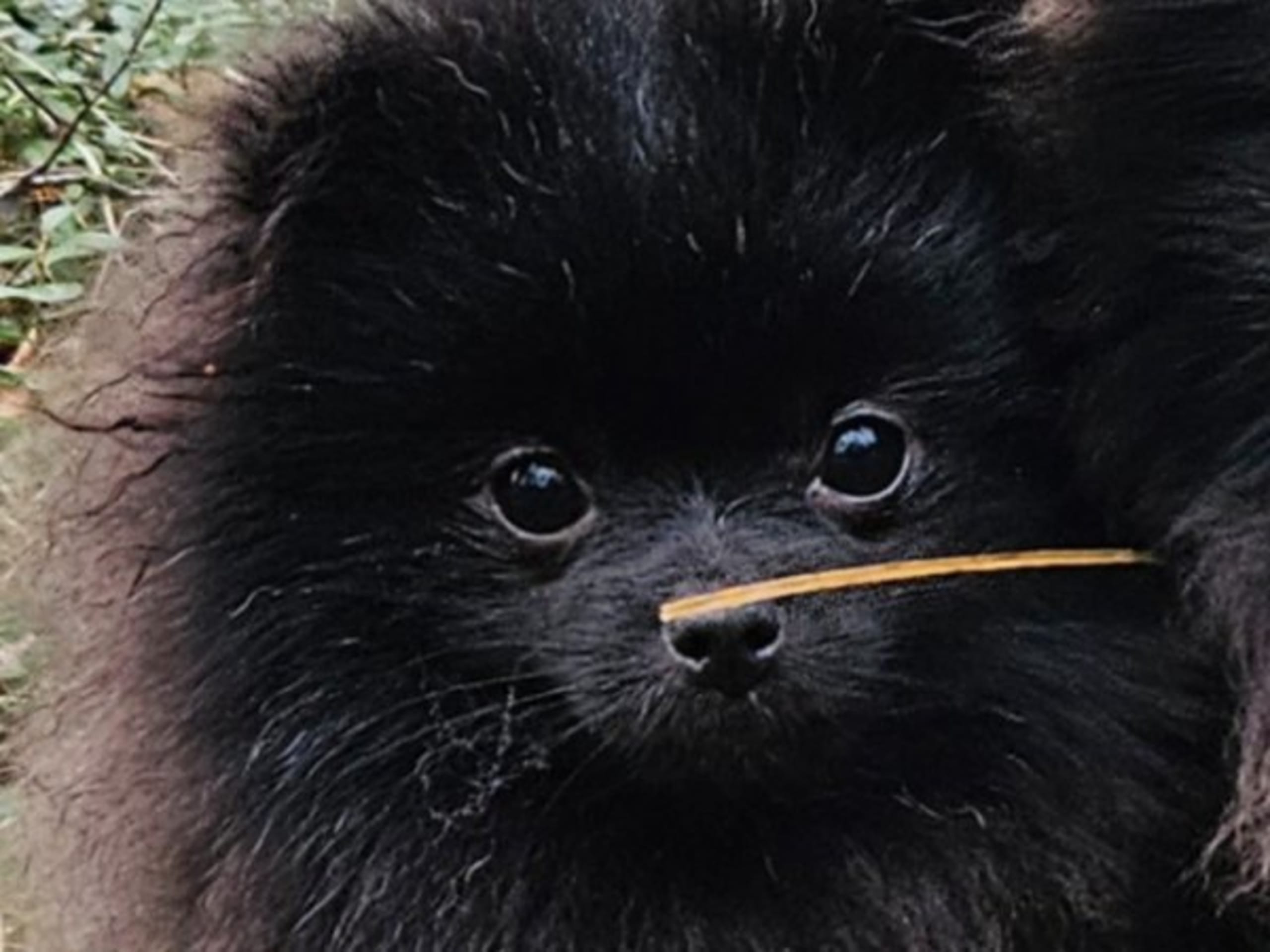 Pomeranian