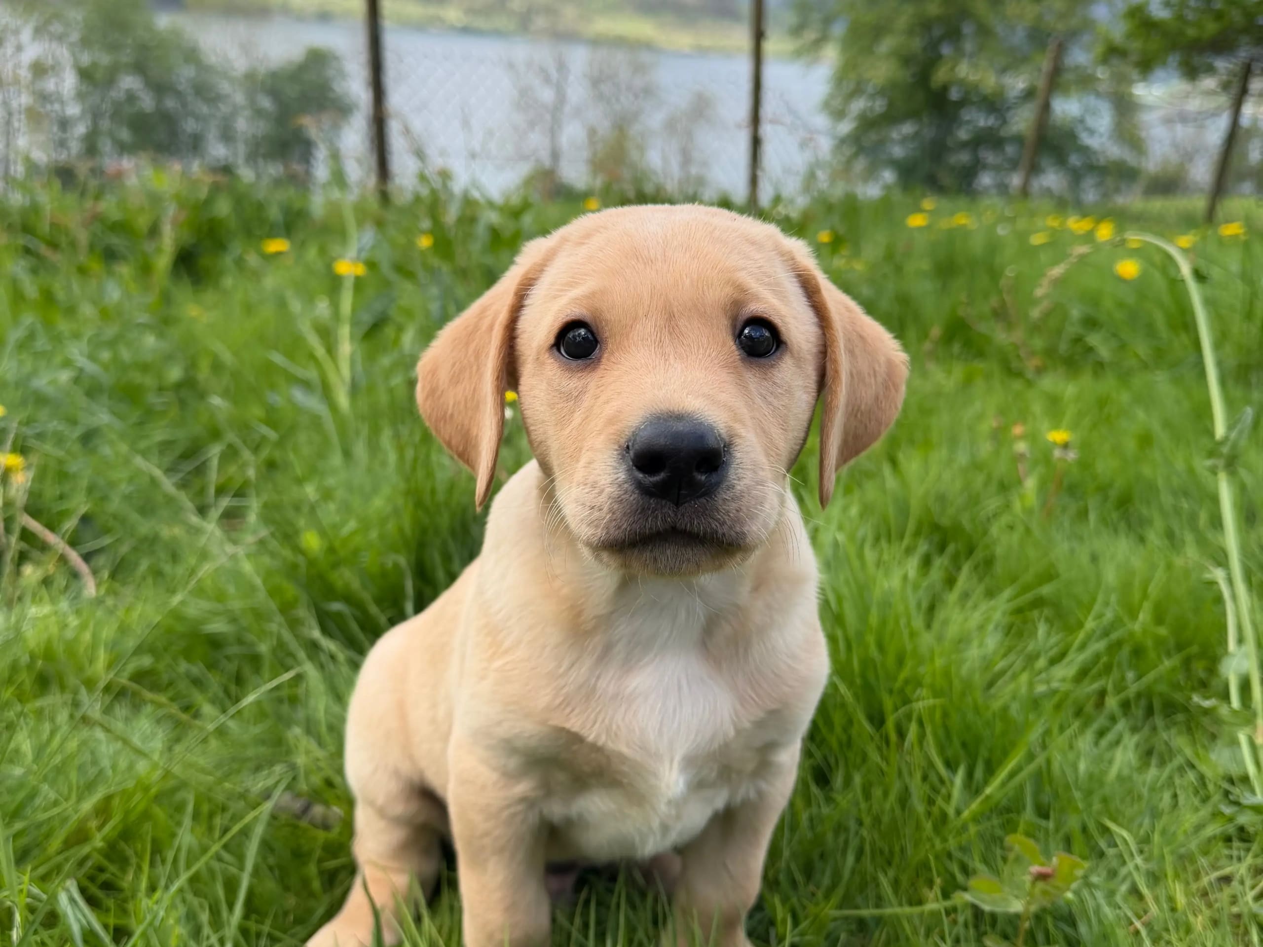 Labrador retriever · Sandeid · Workingmood