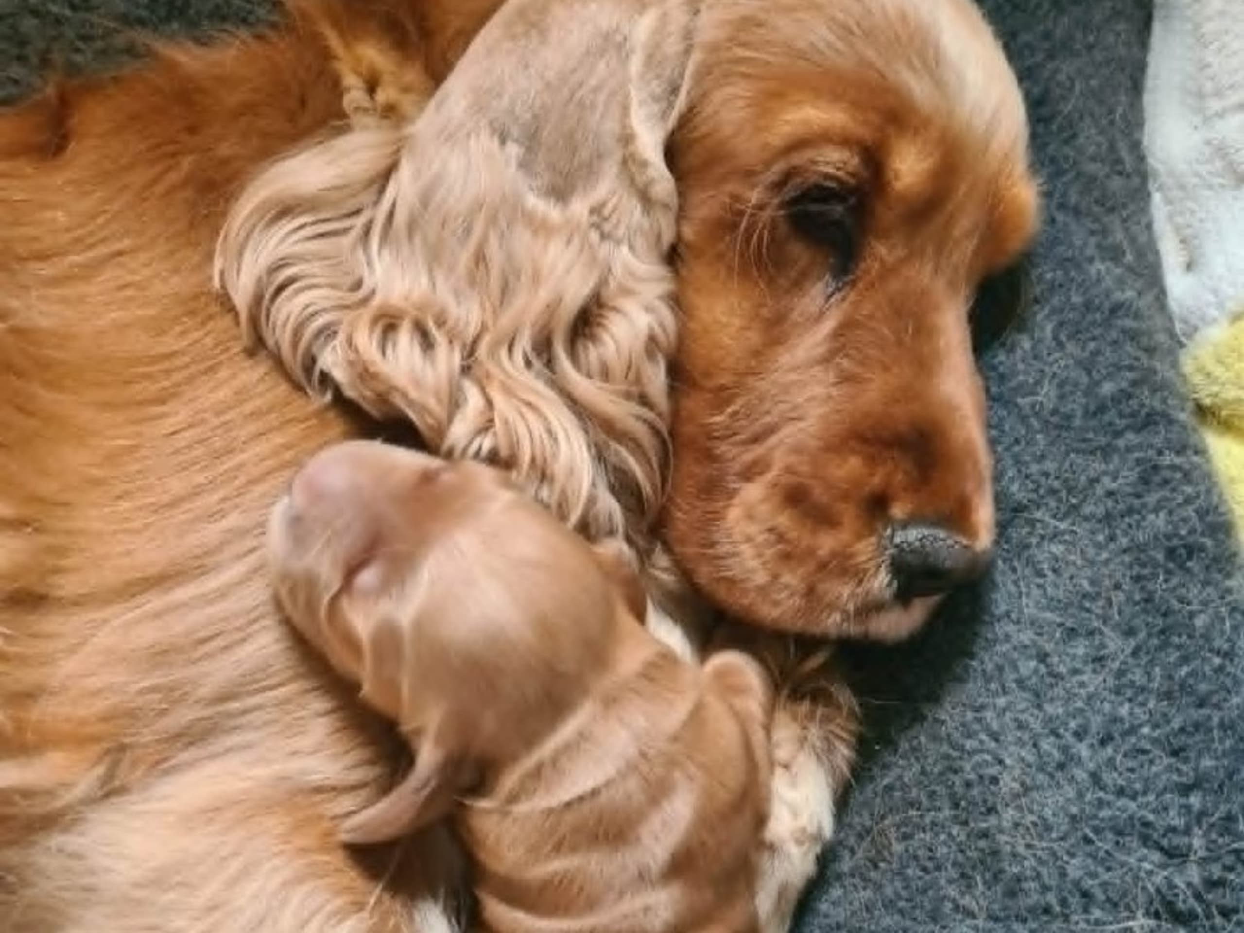 Cocker spaniel · Alingsås · Jazz Up's