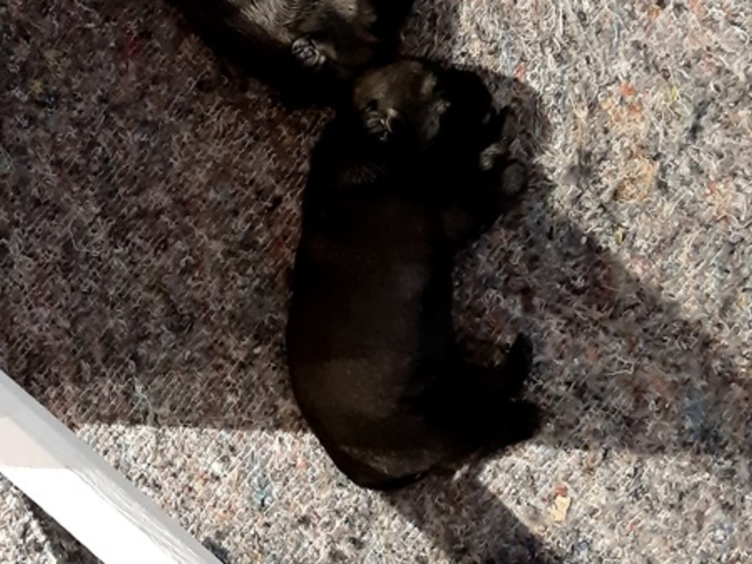 Schnauzer · Tølløse · Ninopes