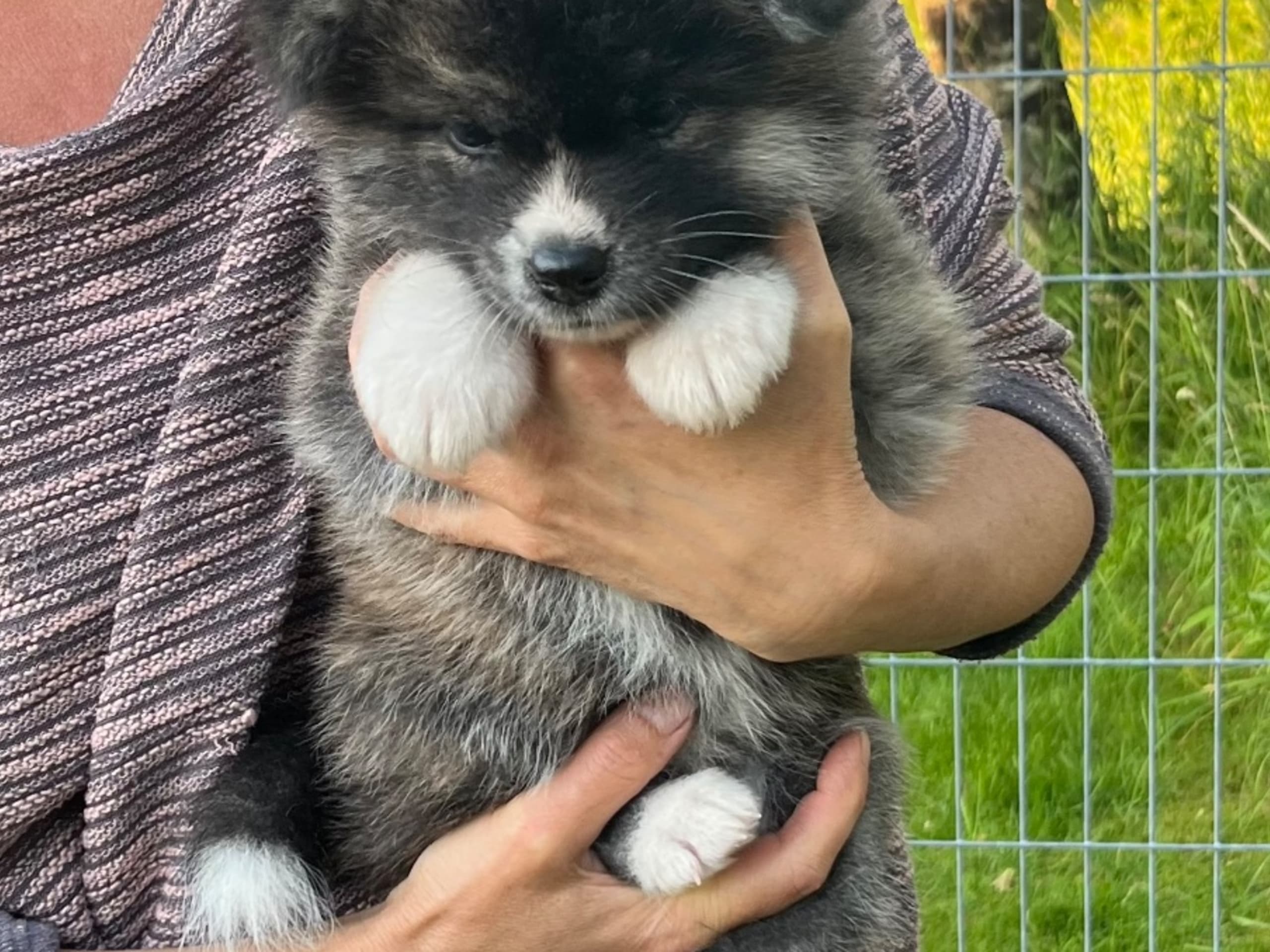 Akita · Lilla Edet · Fuyuko Kensha