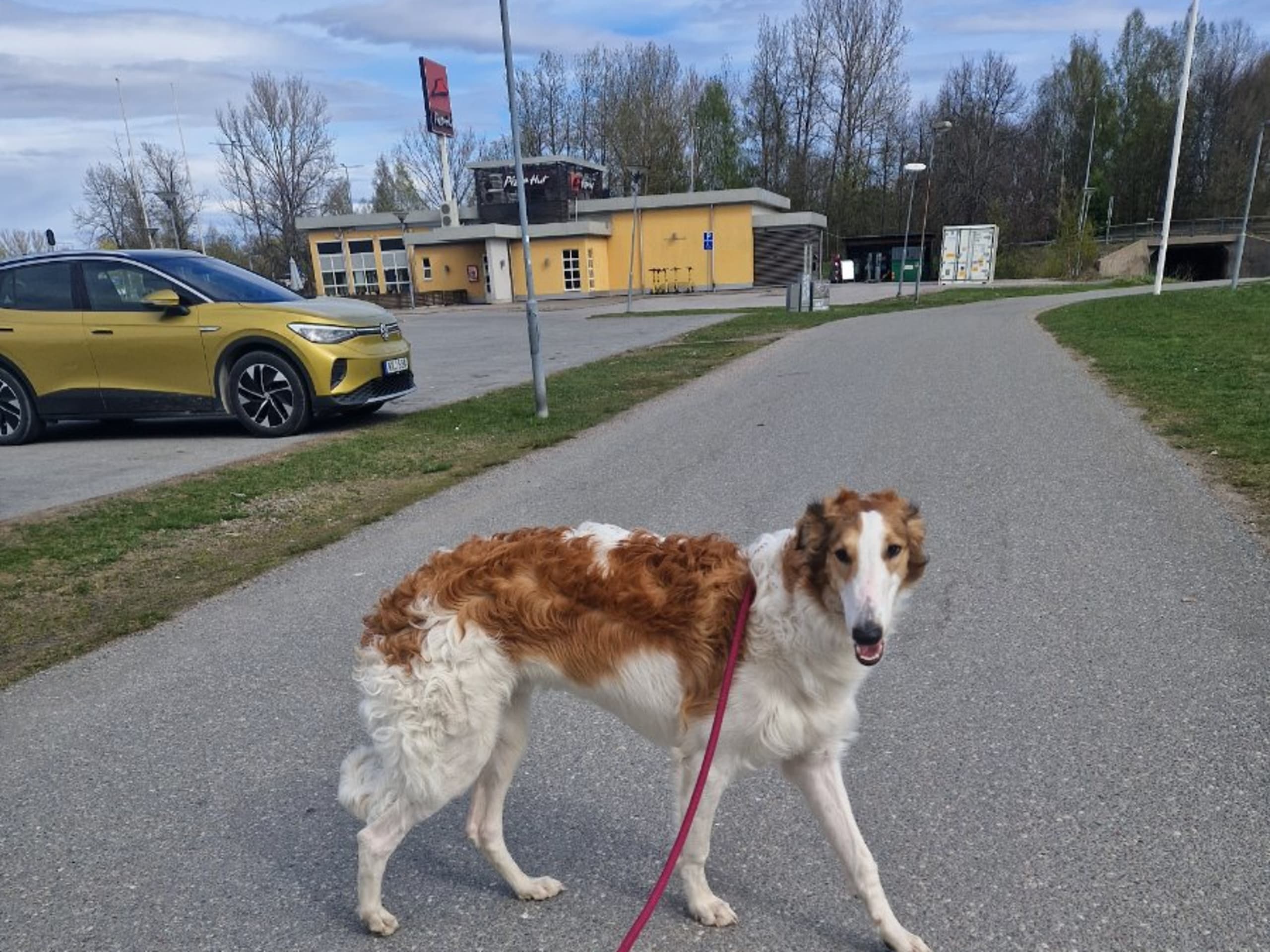 Borzoi · Glanshammar · Stazcek's