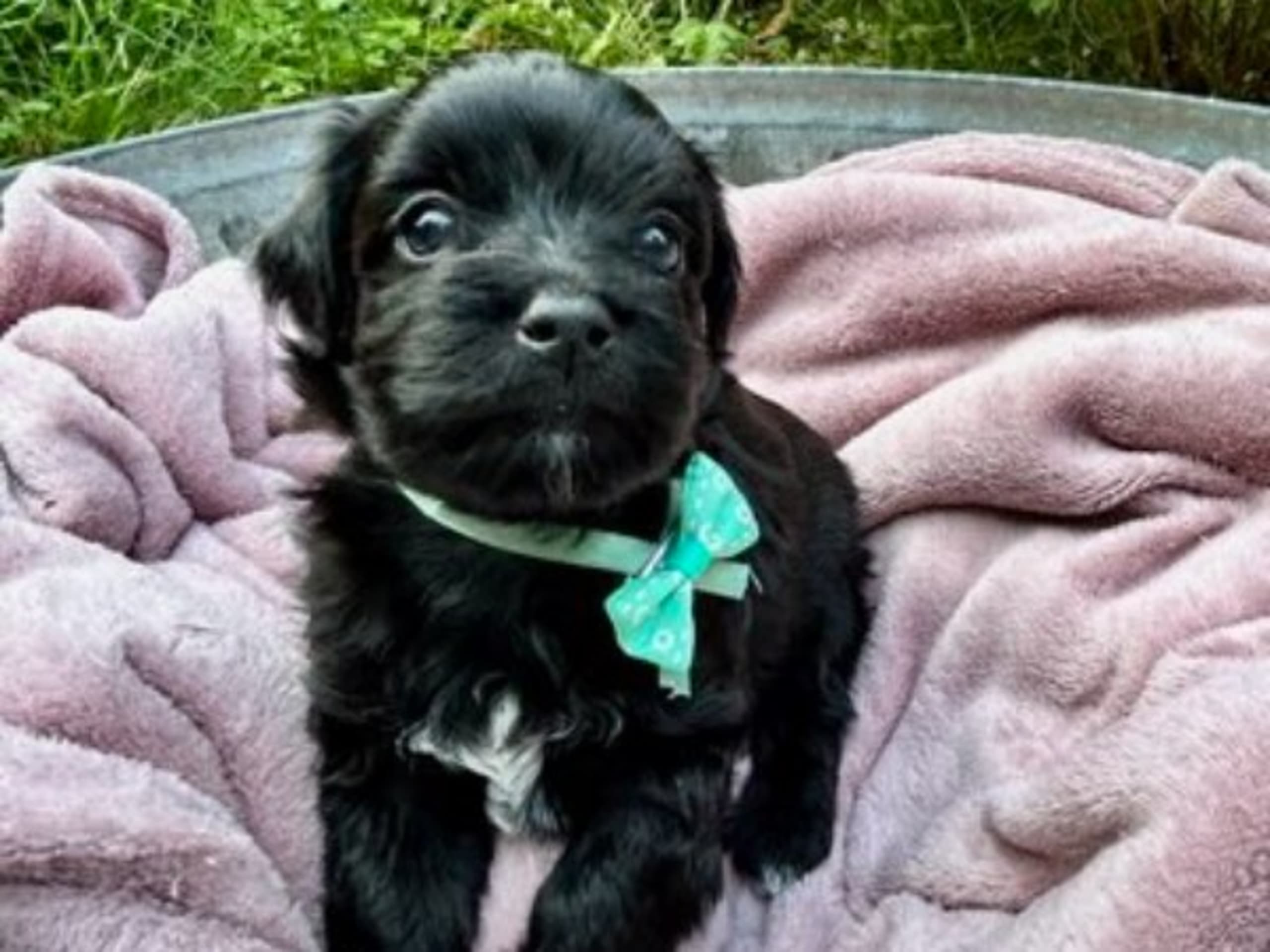 Bichon havanais · Veberöd · Hedbergs Härliga