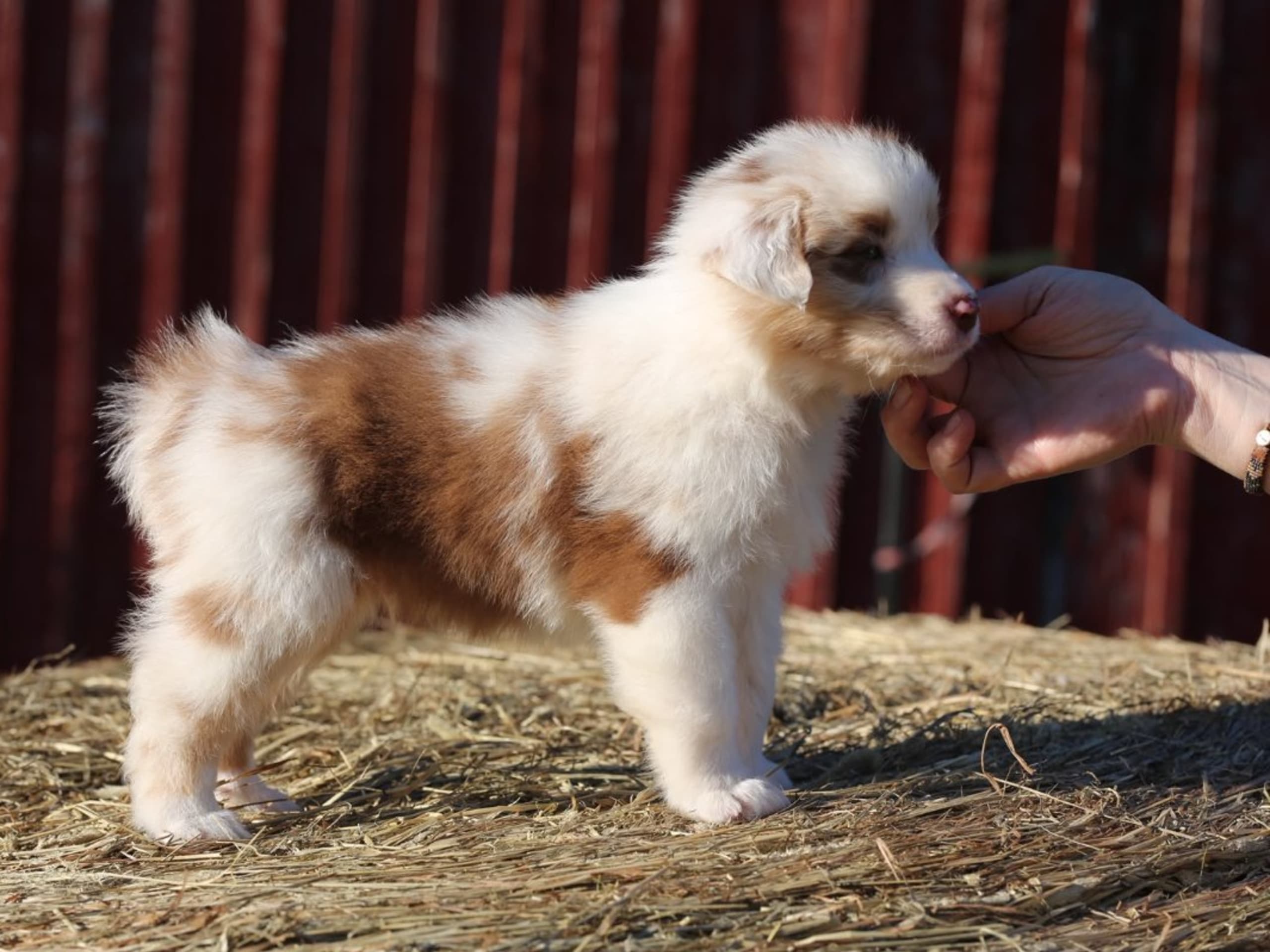 Australian Shepherd · Ullared · Dragonora