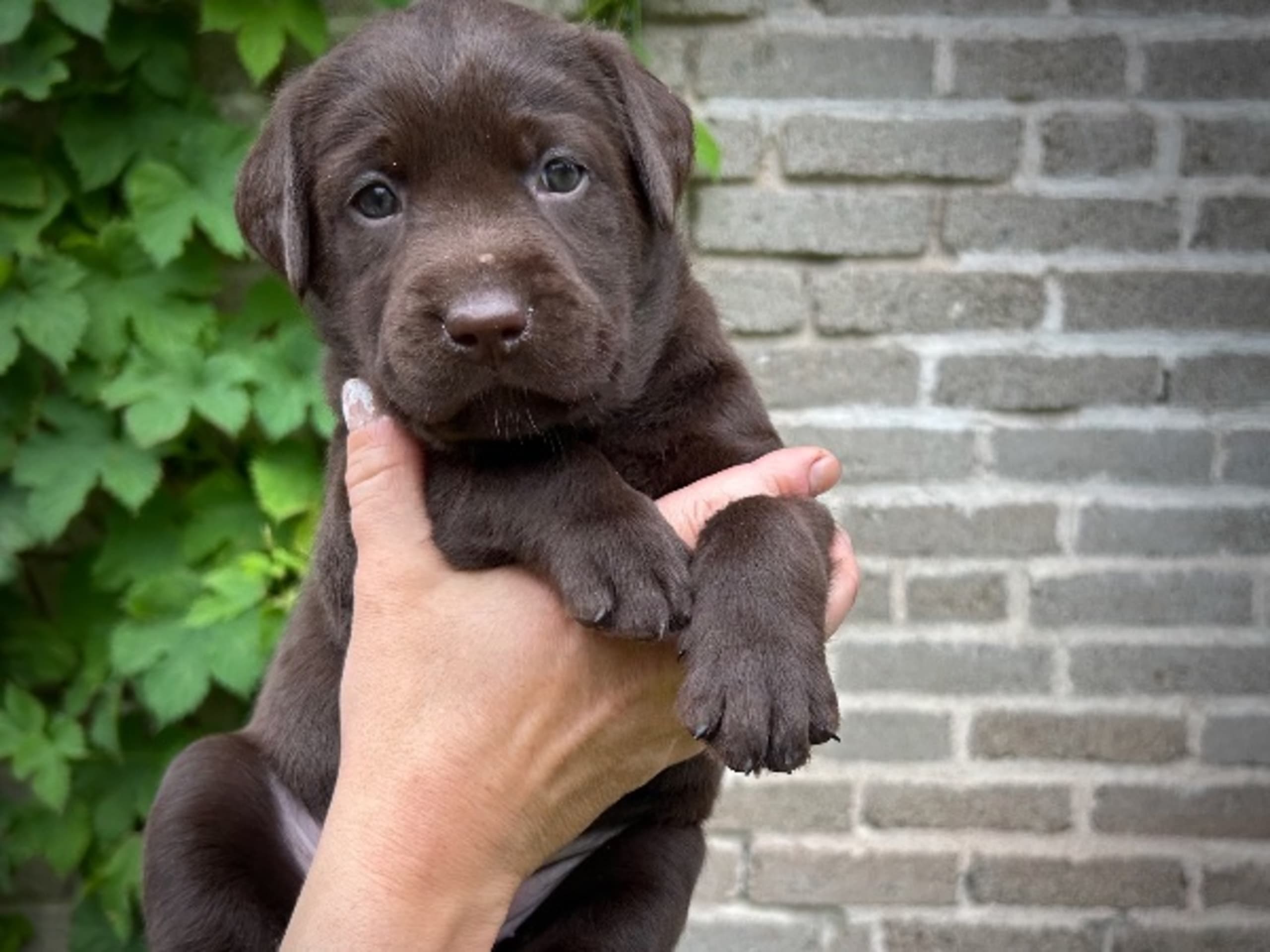 Labrador retriever · Täby · Lisa Lekman