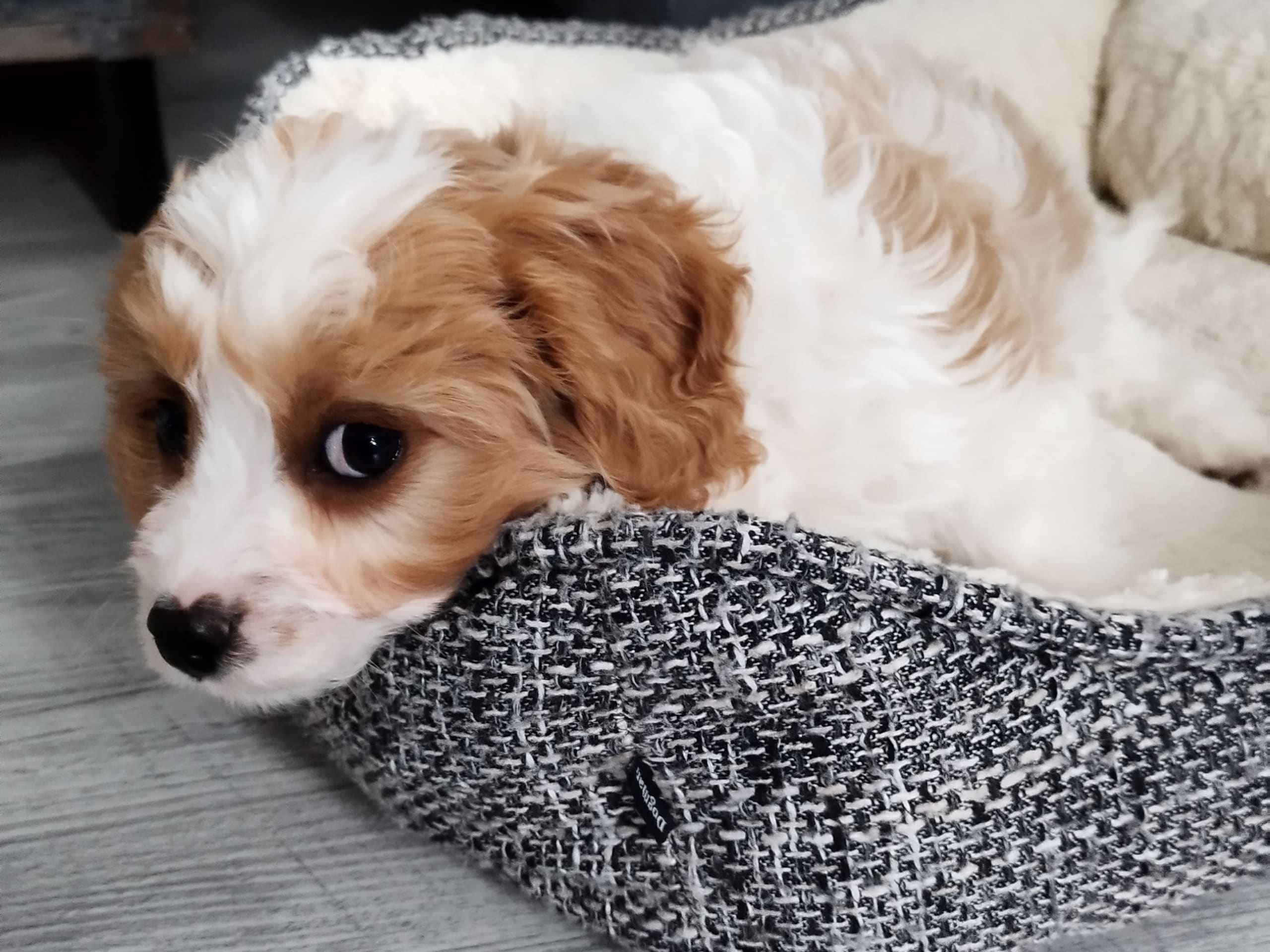 Hjortkvarns Cavapoo