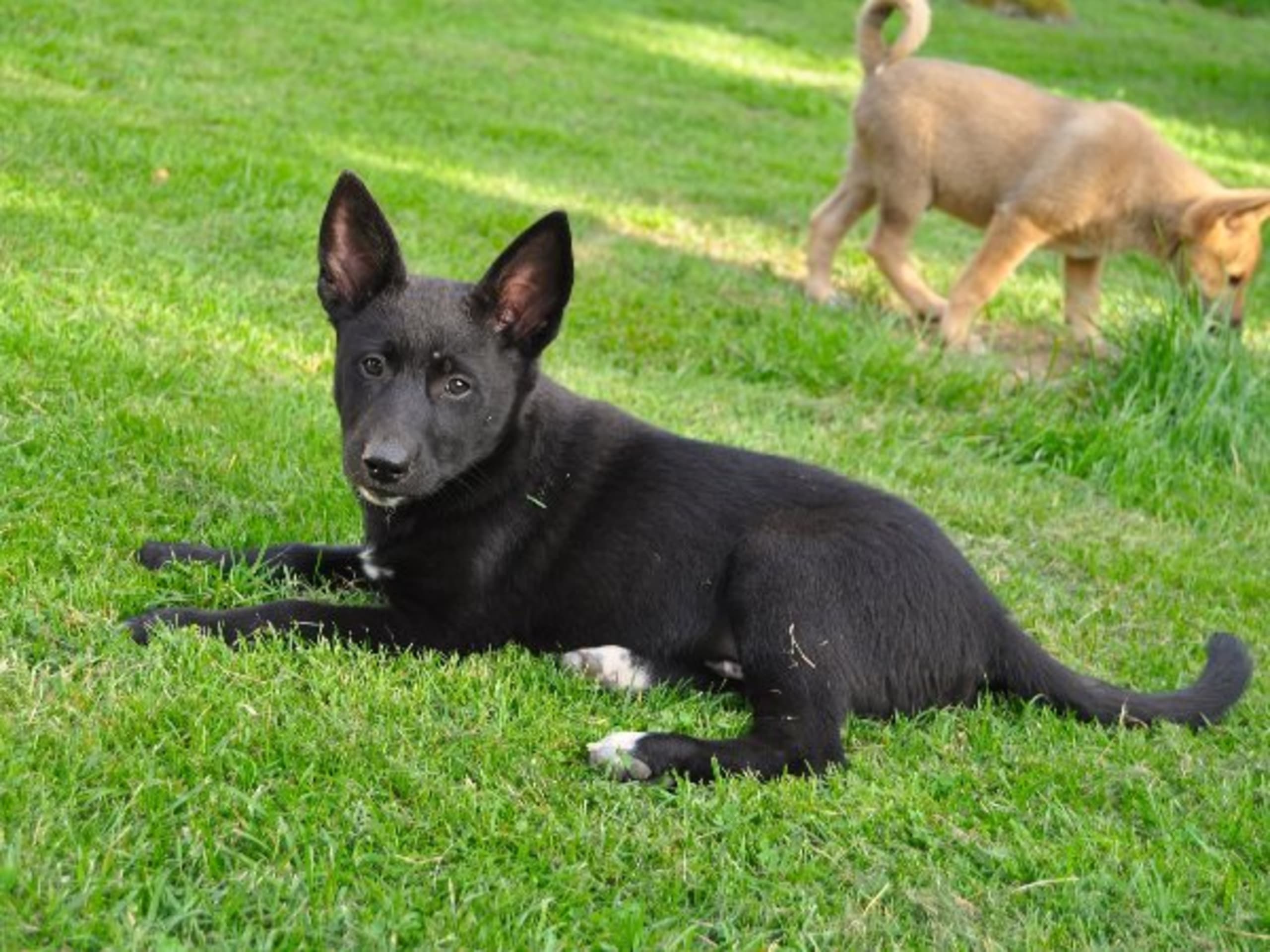 Kanaanhund · Alvesta · Chanco´s