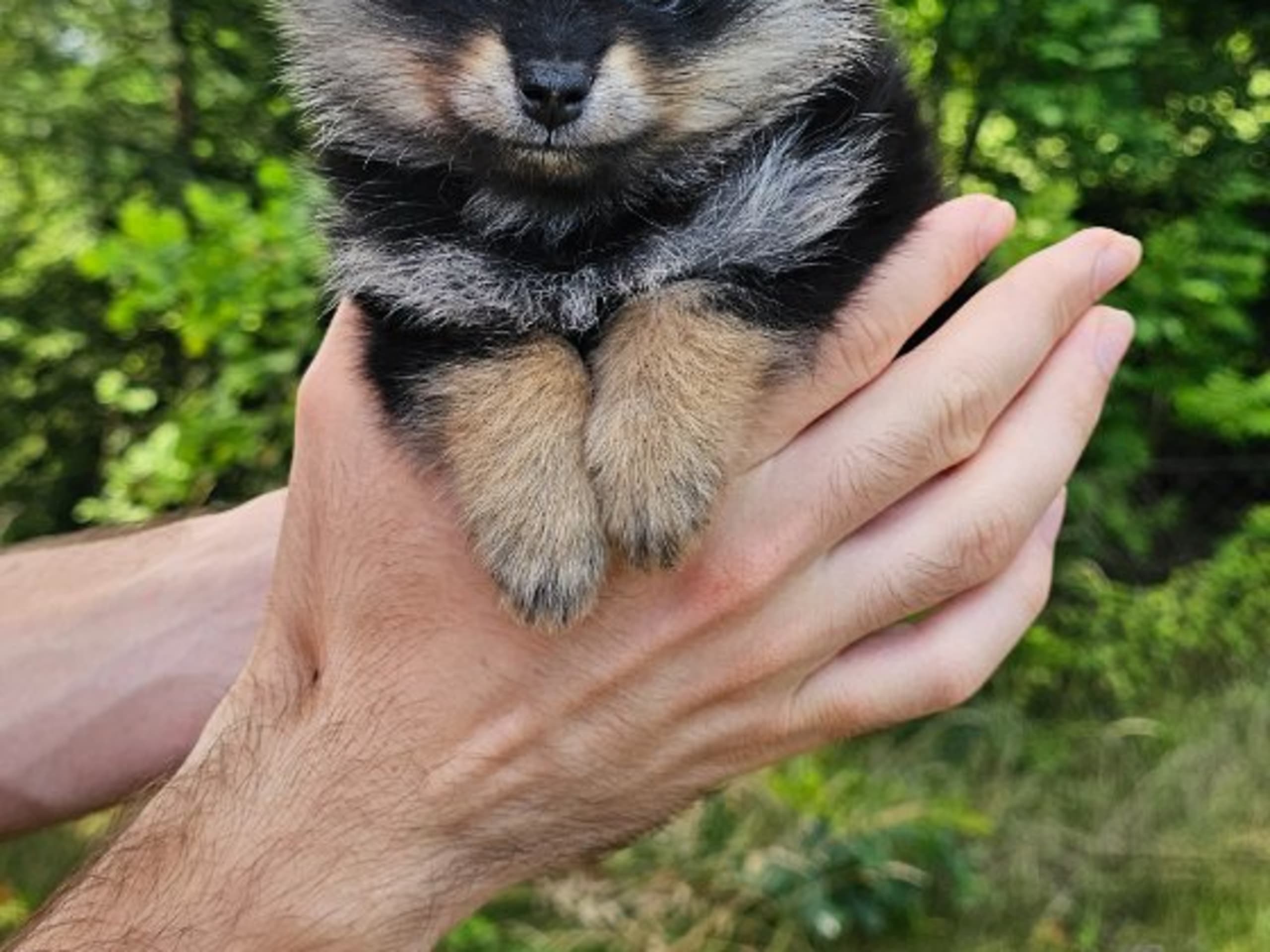 Pomeranian · Enköping · Pomsik Rakaaig