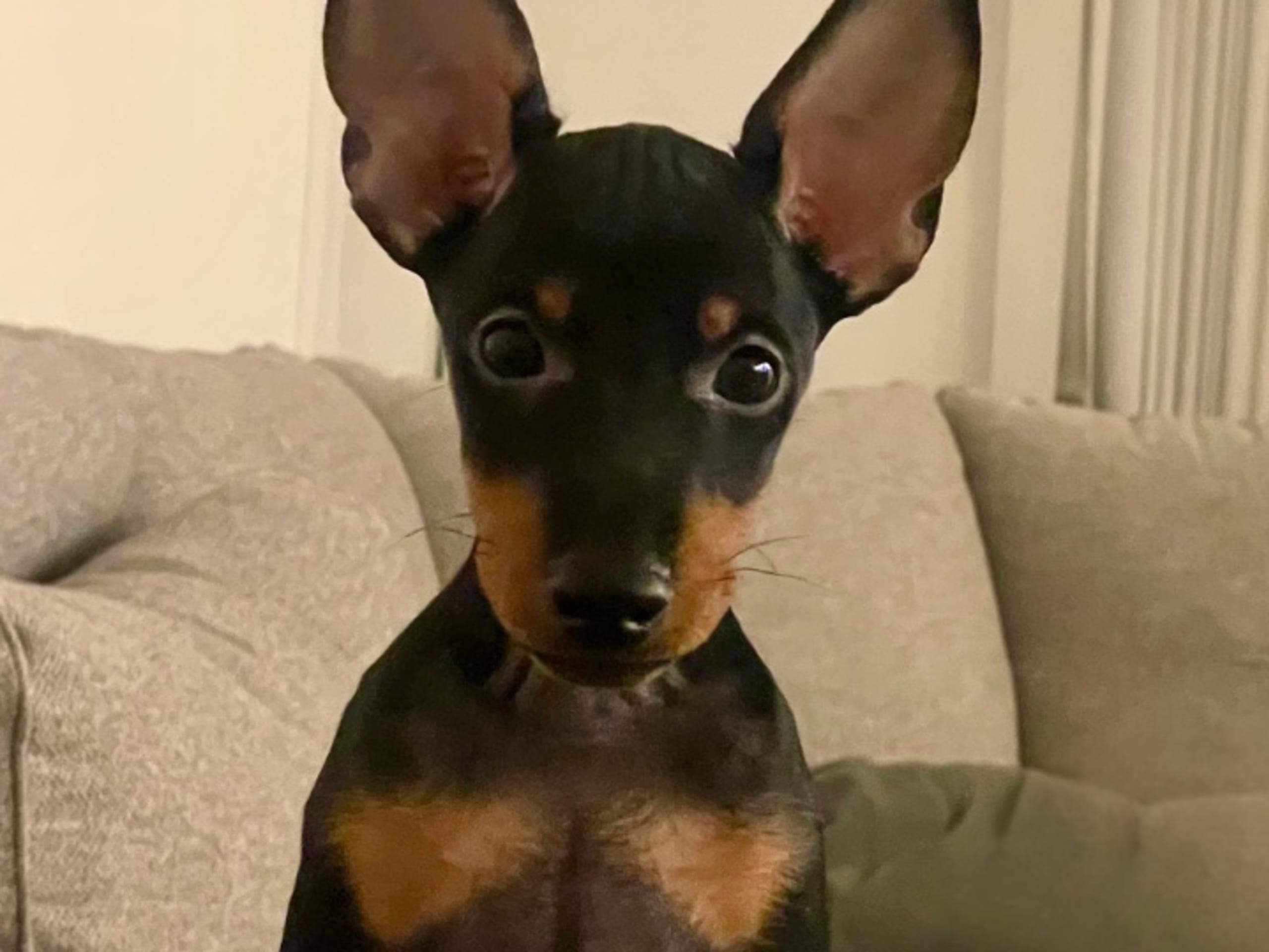English Toy Terrier · Bromma · winsome flames