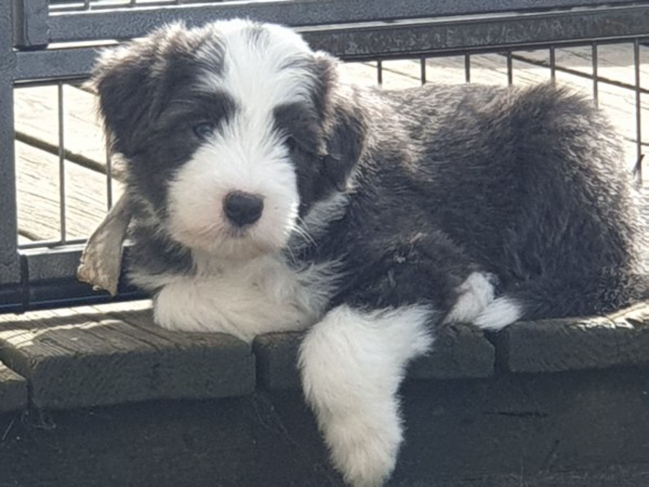 Bearded Collie · Åskloster · Kennel Happy Landing