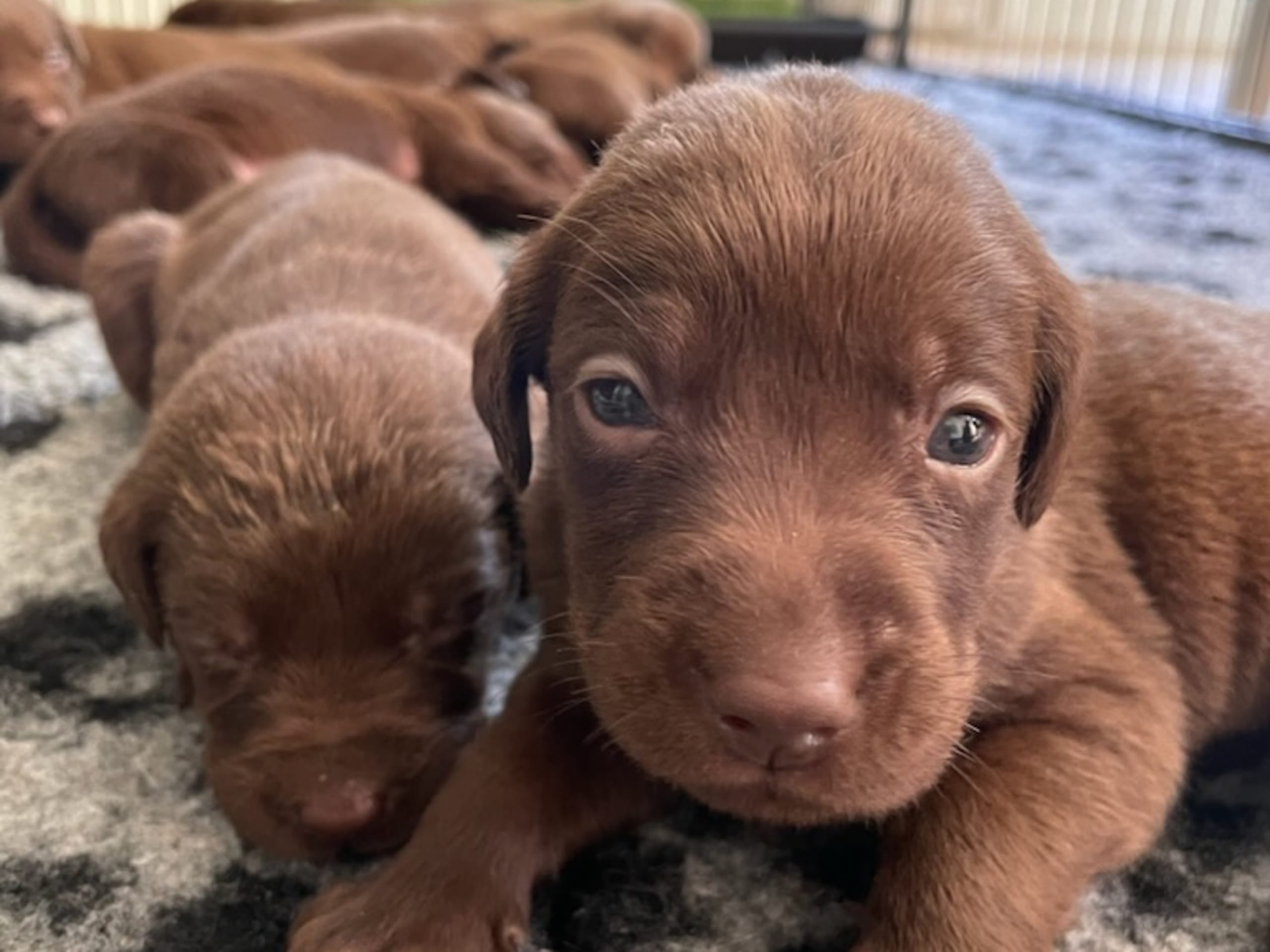 Labrador Retriever · Stigtomta · qvinn`s paradise