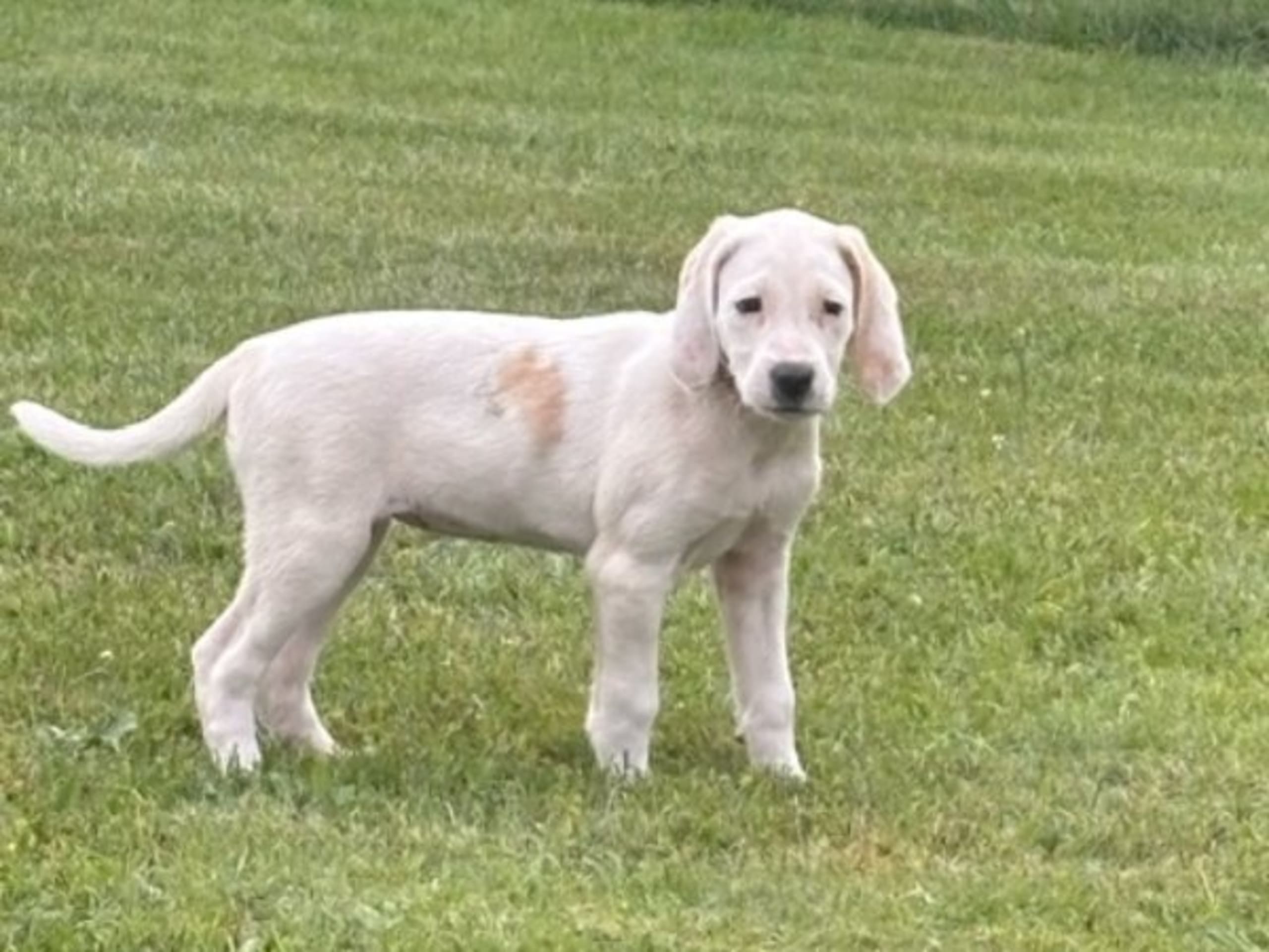 American Foxhound · Boxholm · Boxholmsjägarens