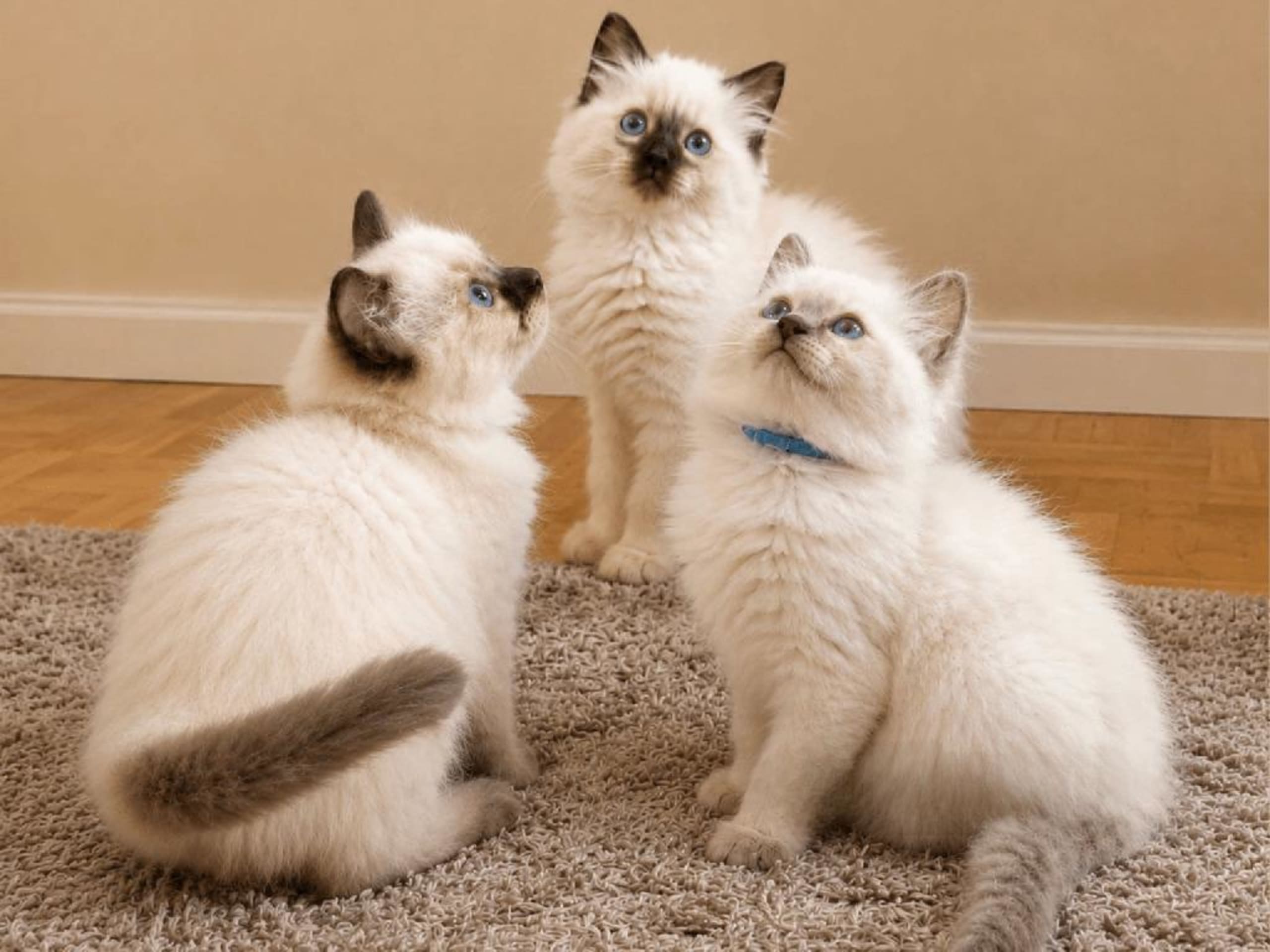 Ragdoll · Johanneshov · SE*LillaGumman's