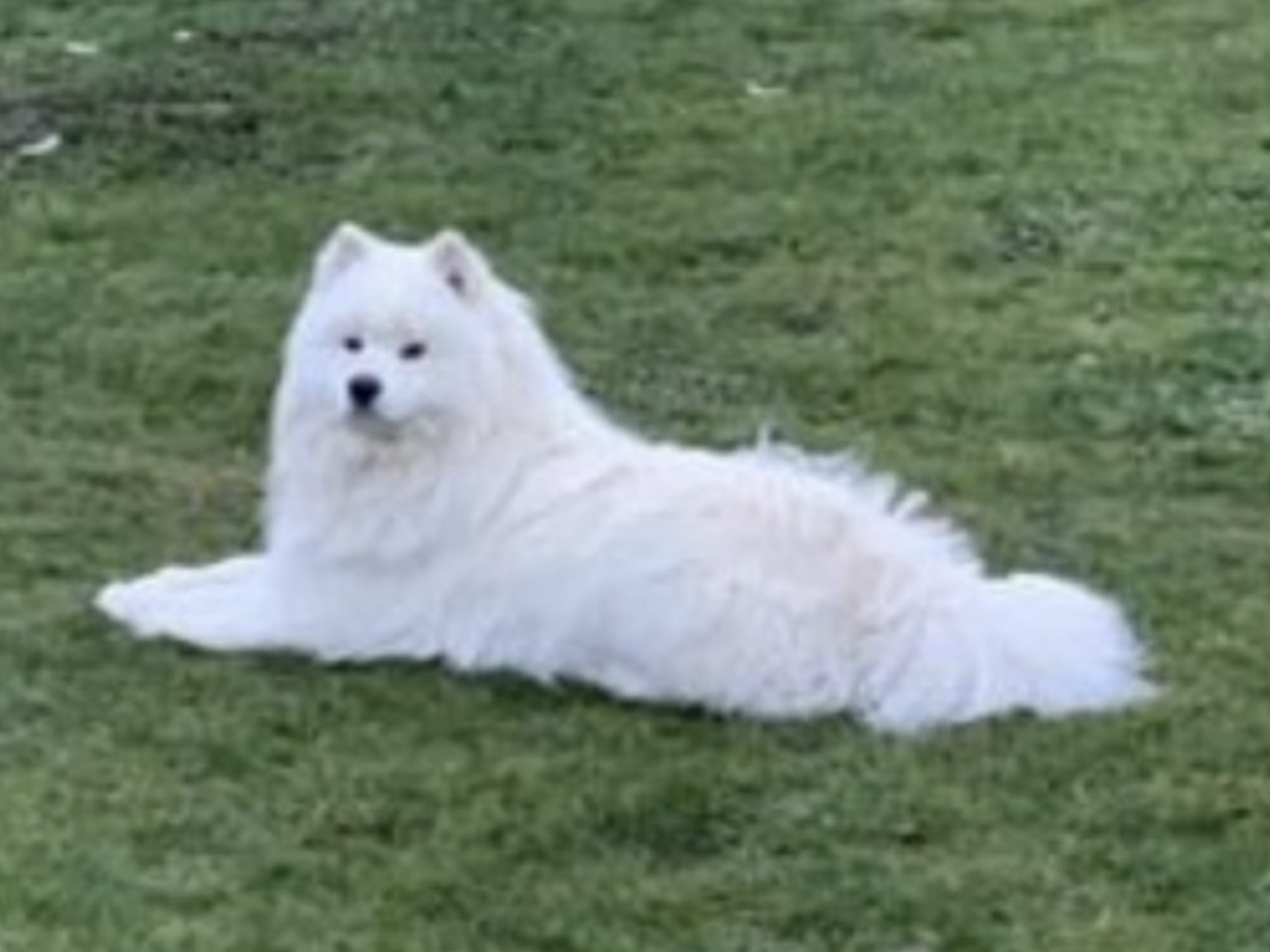 Samojedhund · Tingsryd · Przemyslaw P.