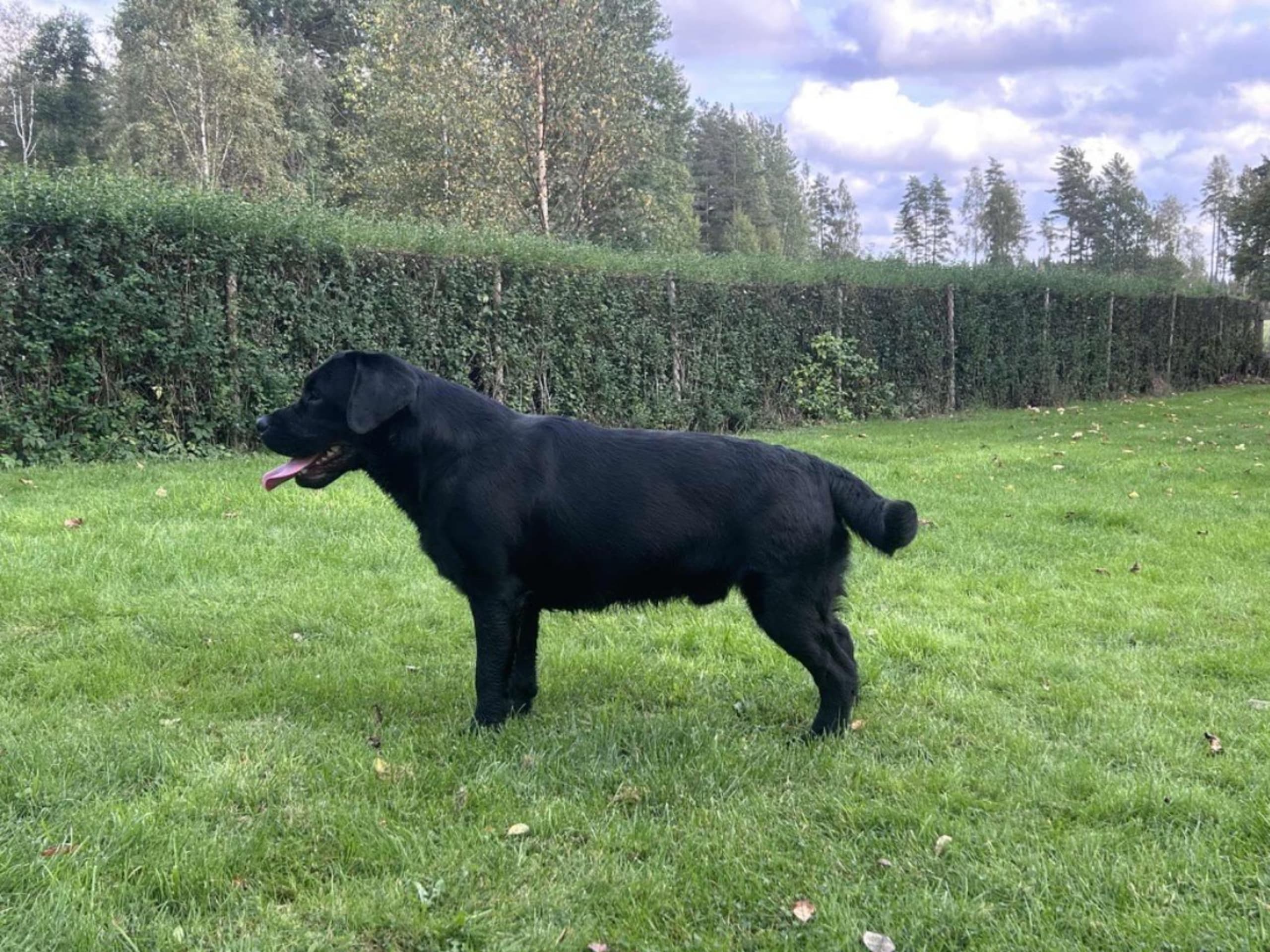 Labrador retriever · Björkvik · Annual's