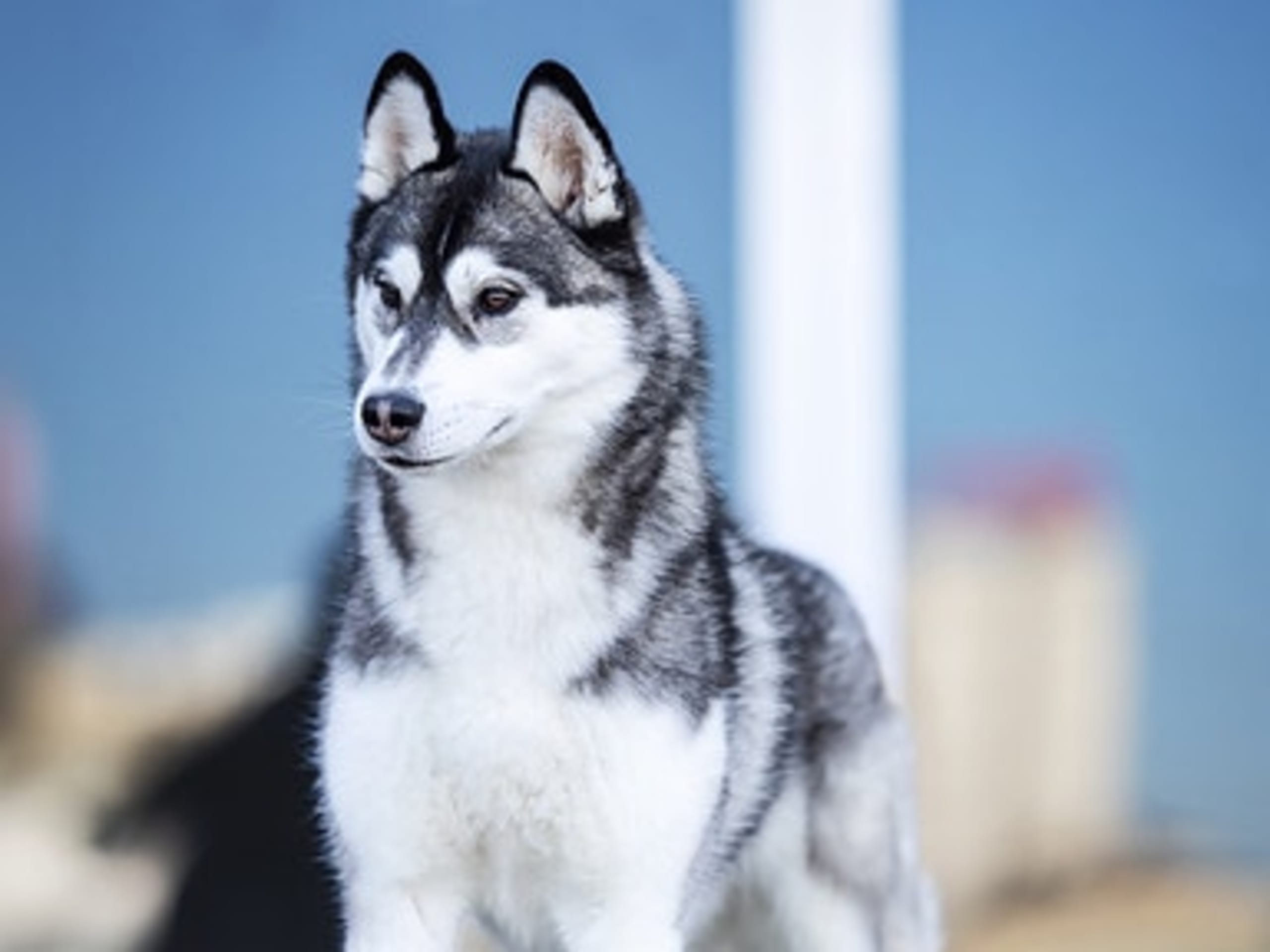 Siberian husky · Sørskogbygda · Joanna Krystyna Ratajczak