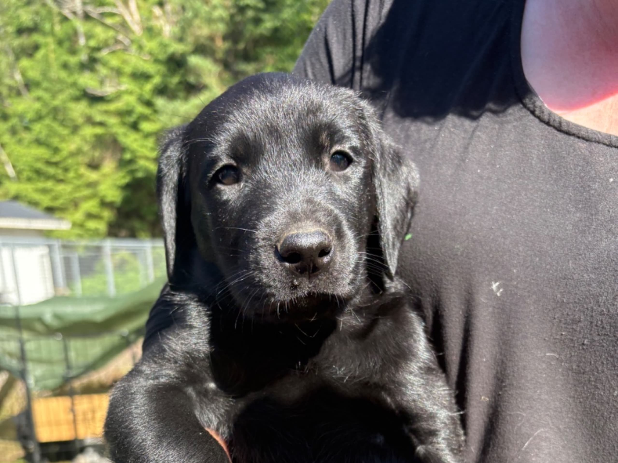 Labrador retriever · Prässebo · Birdkeepers