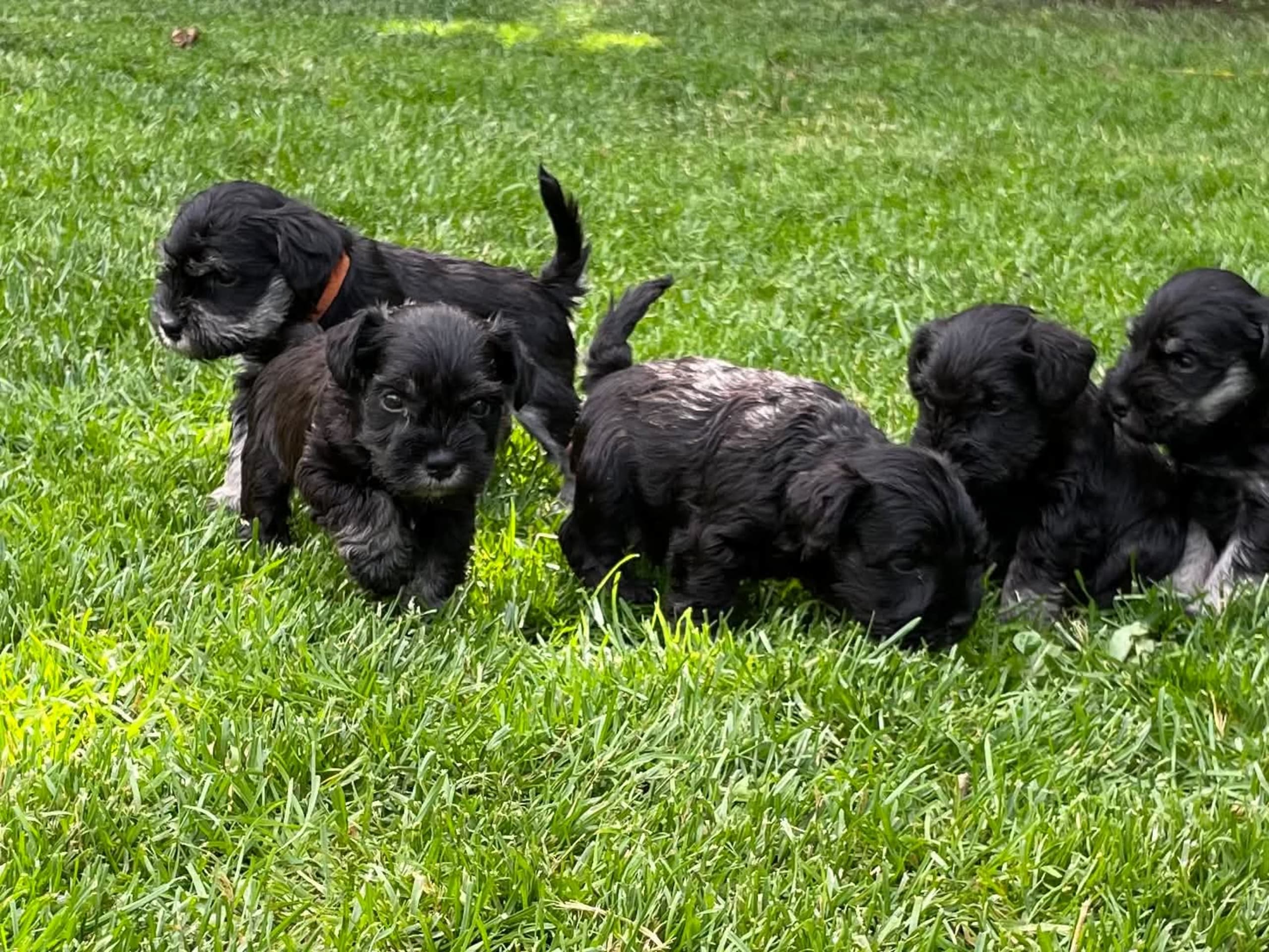 Dværgschnauzer · Höör · Bonderhaus
