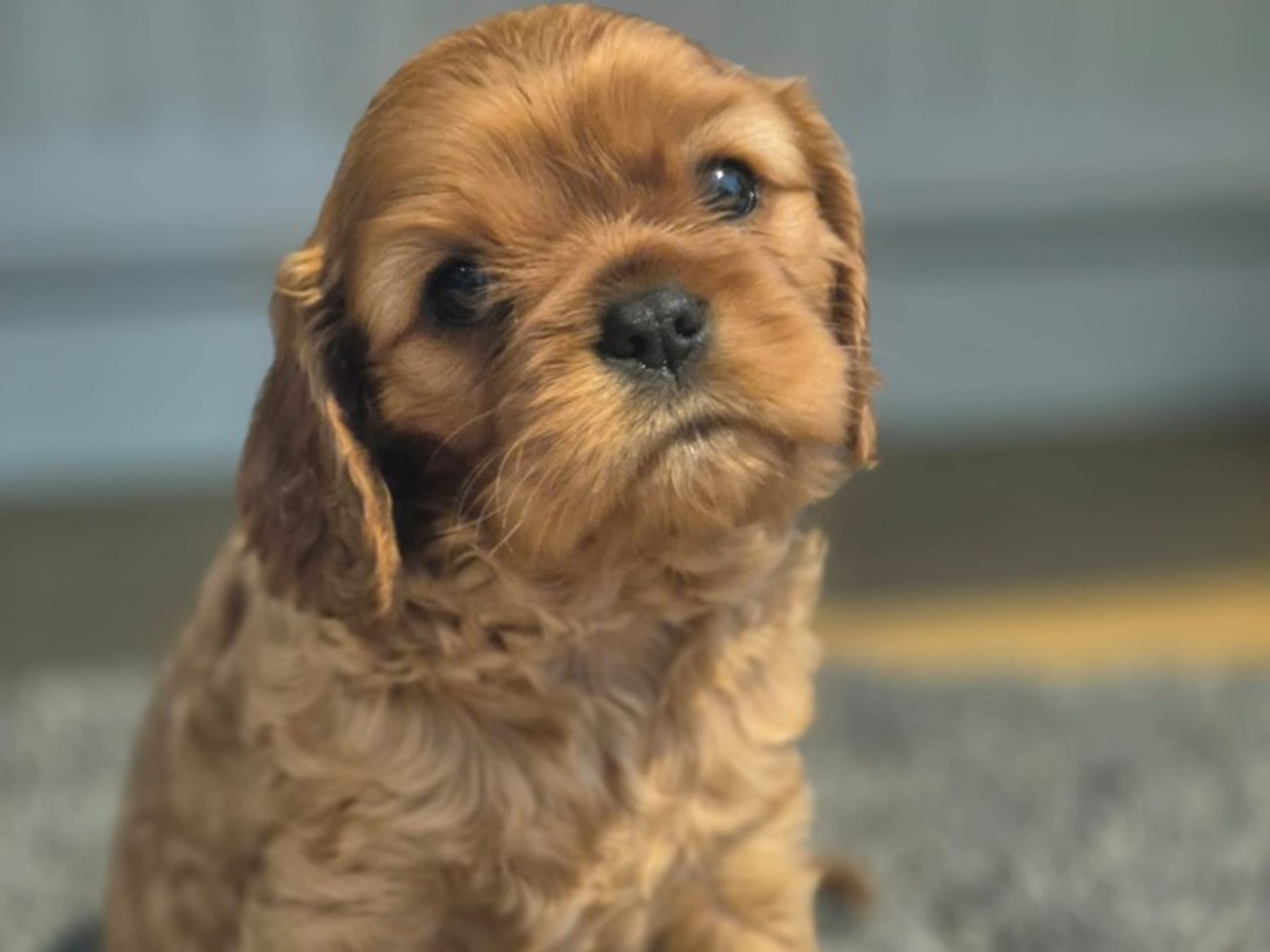 Cavalier king charles spaniel