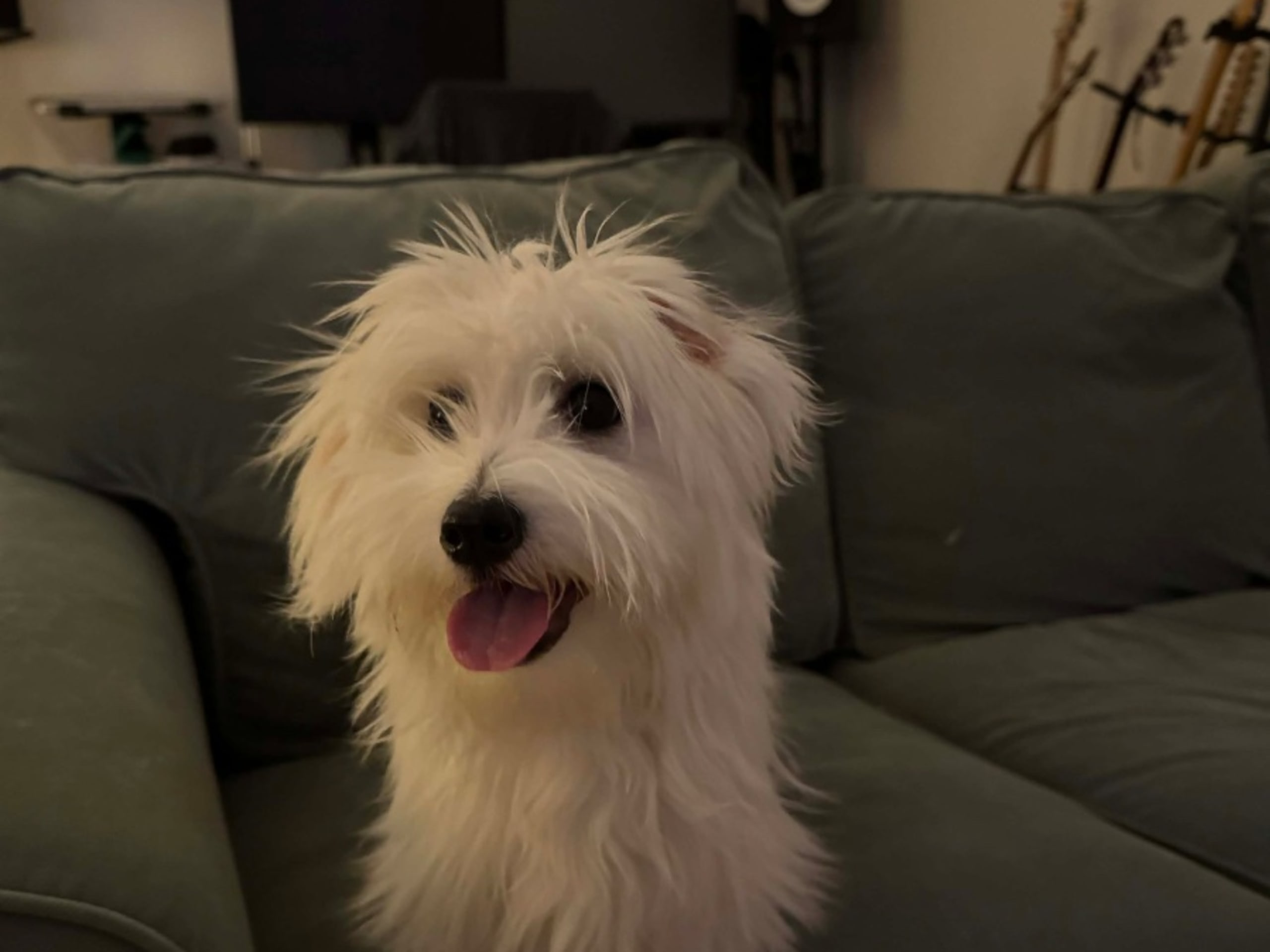 Coton de Tulear · Malmö · Belma Eminovic