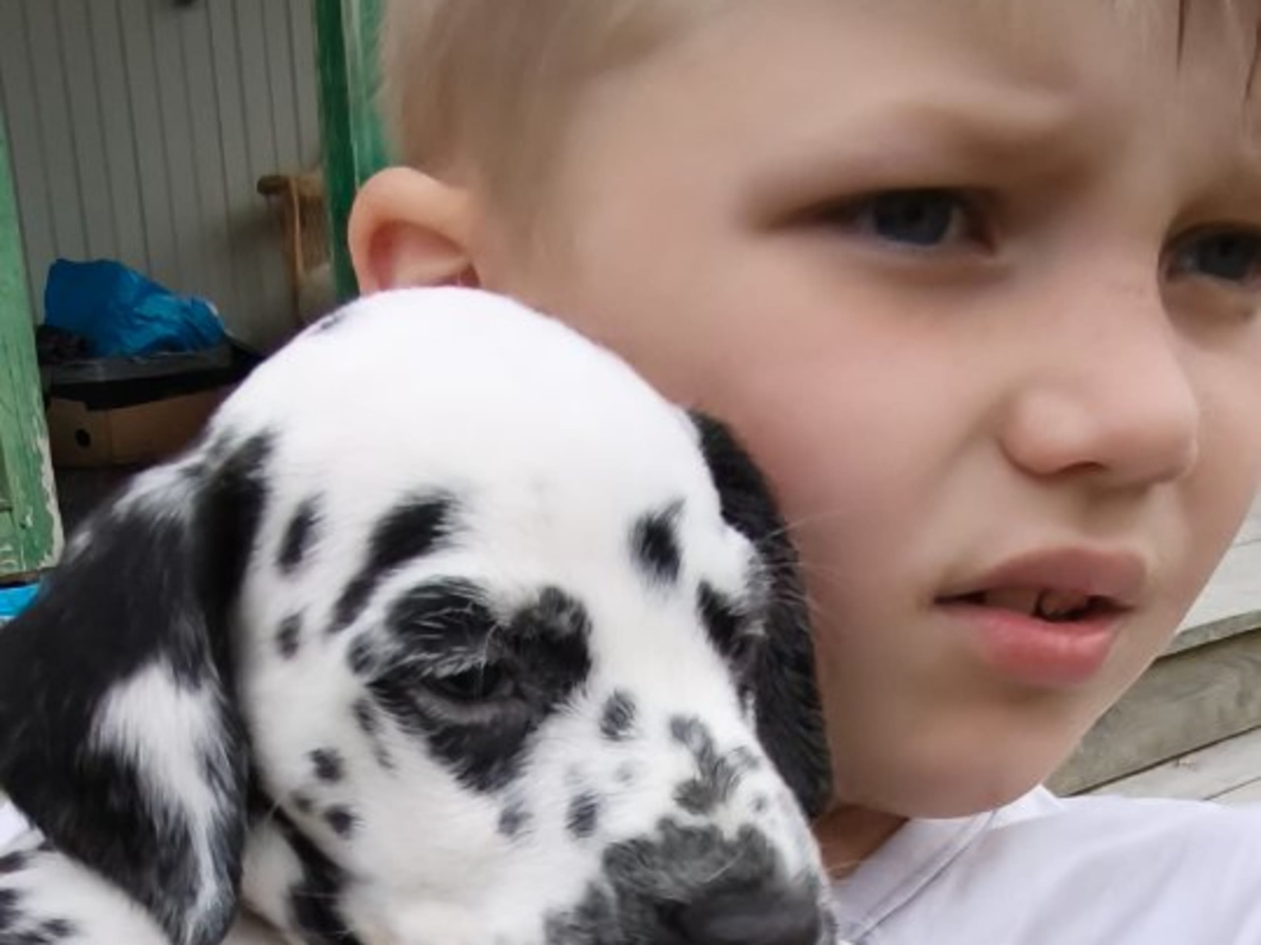 Dalmatian · Mora · Miss De Vil's
