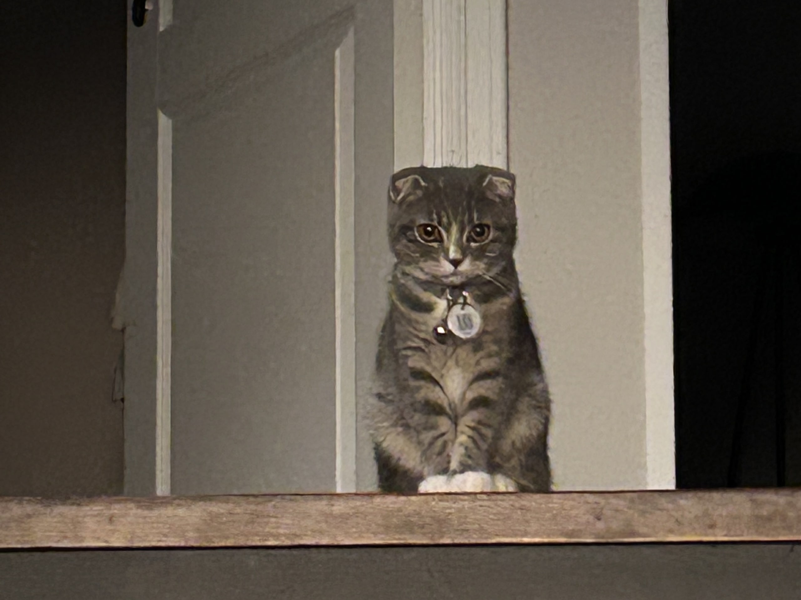 Scottish Fold · Skedsmokorset · Fasih A.
