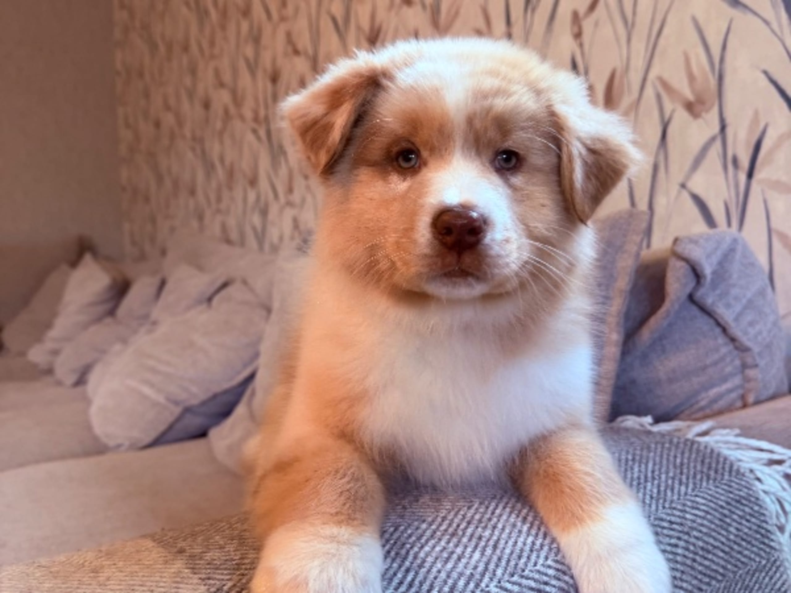 Australian Shepherd · Mattmar · Northern Aine