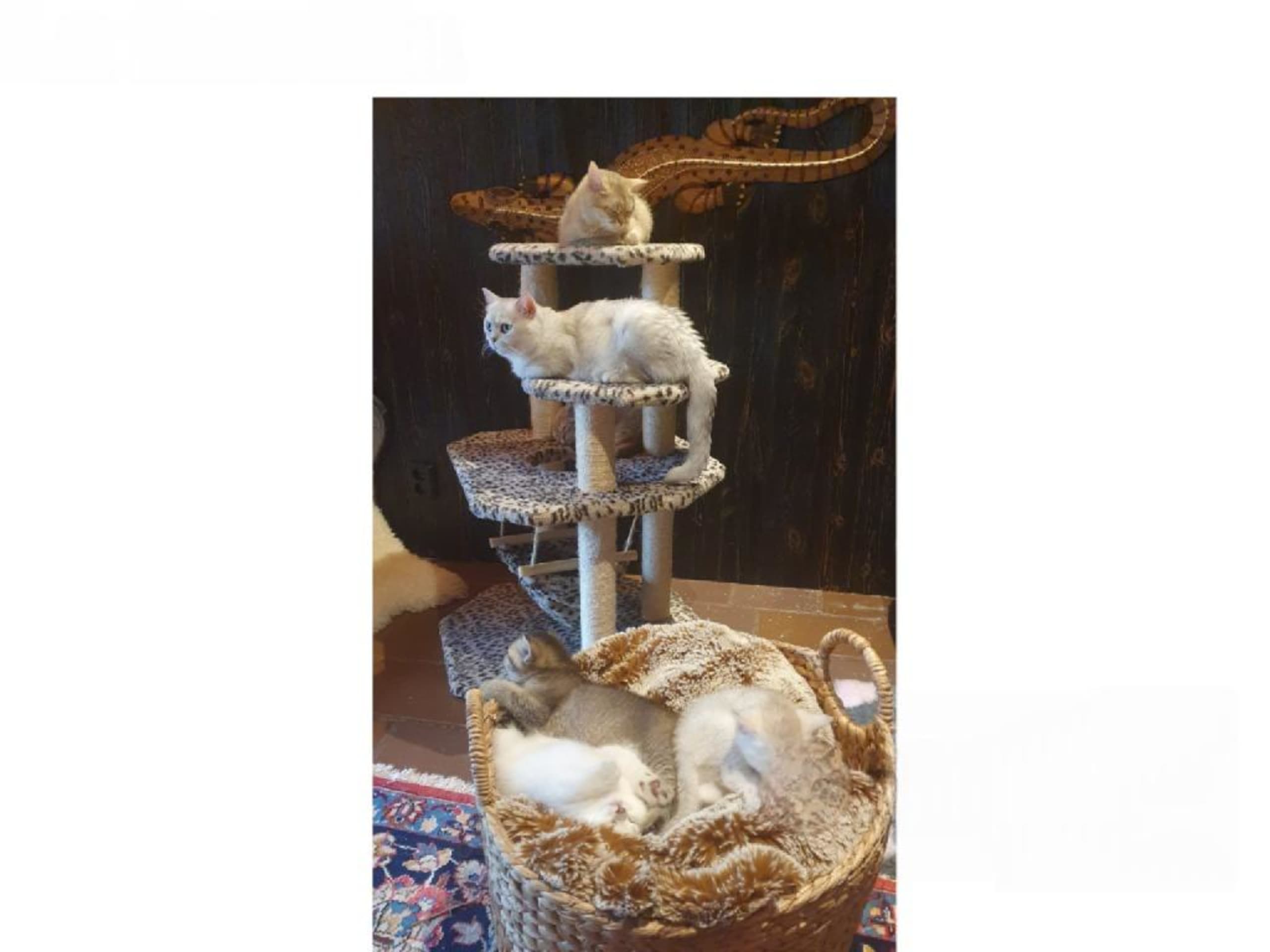British Shorthair · Löddeköpinge · SE*SnowflakeVelvet's