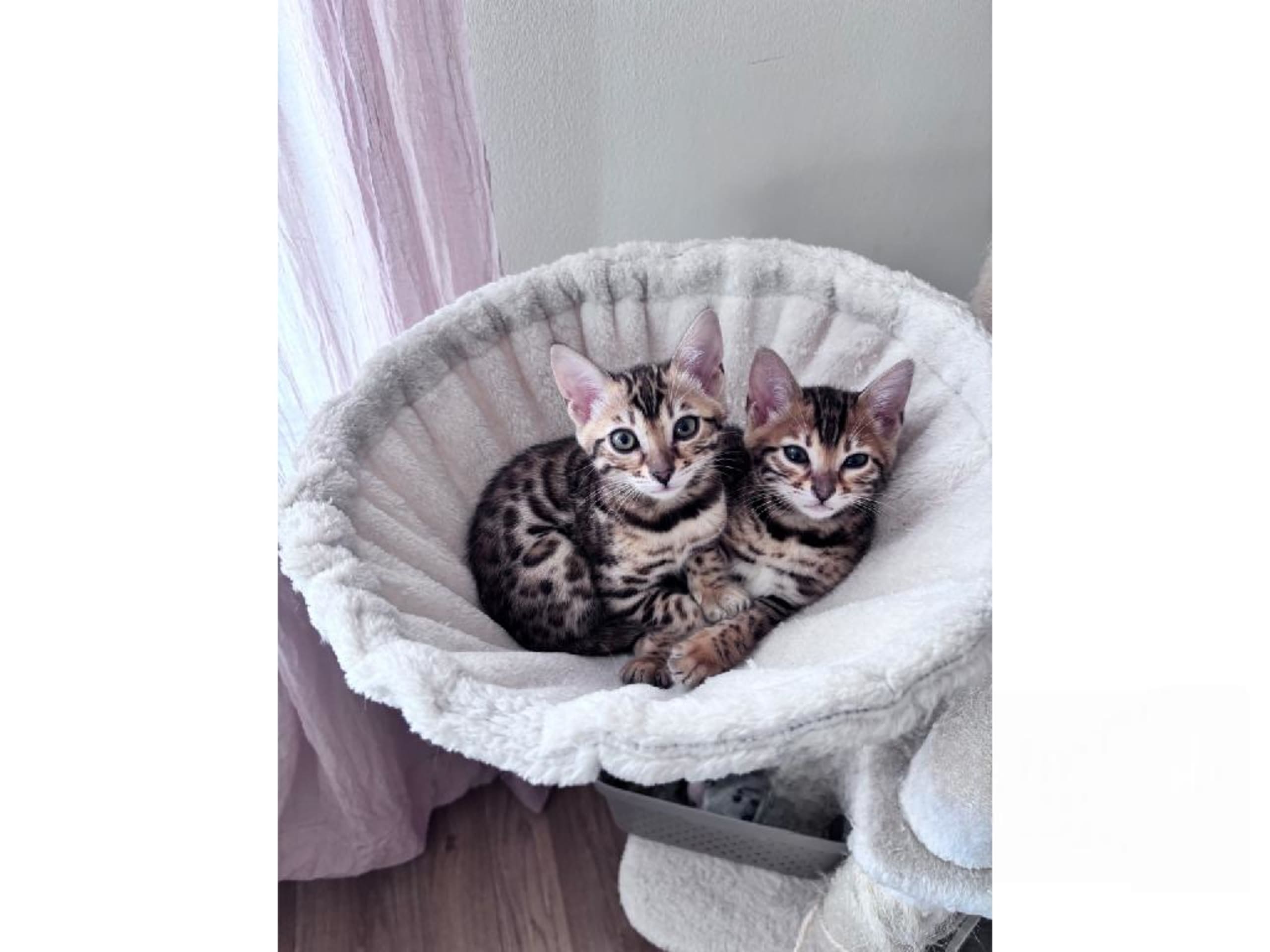 Bengal · Grästorp · SE*Pawspots