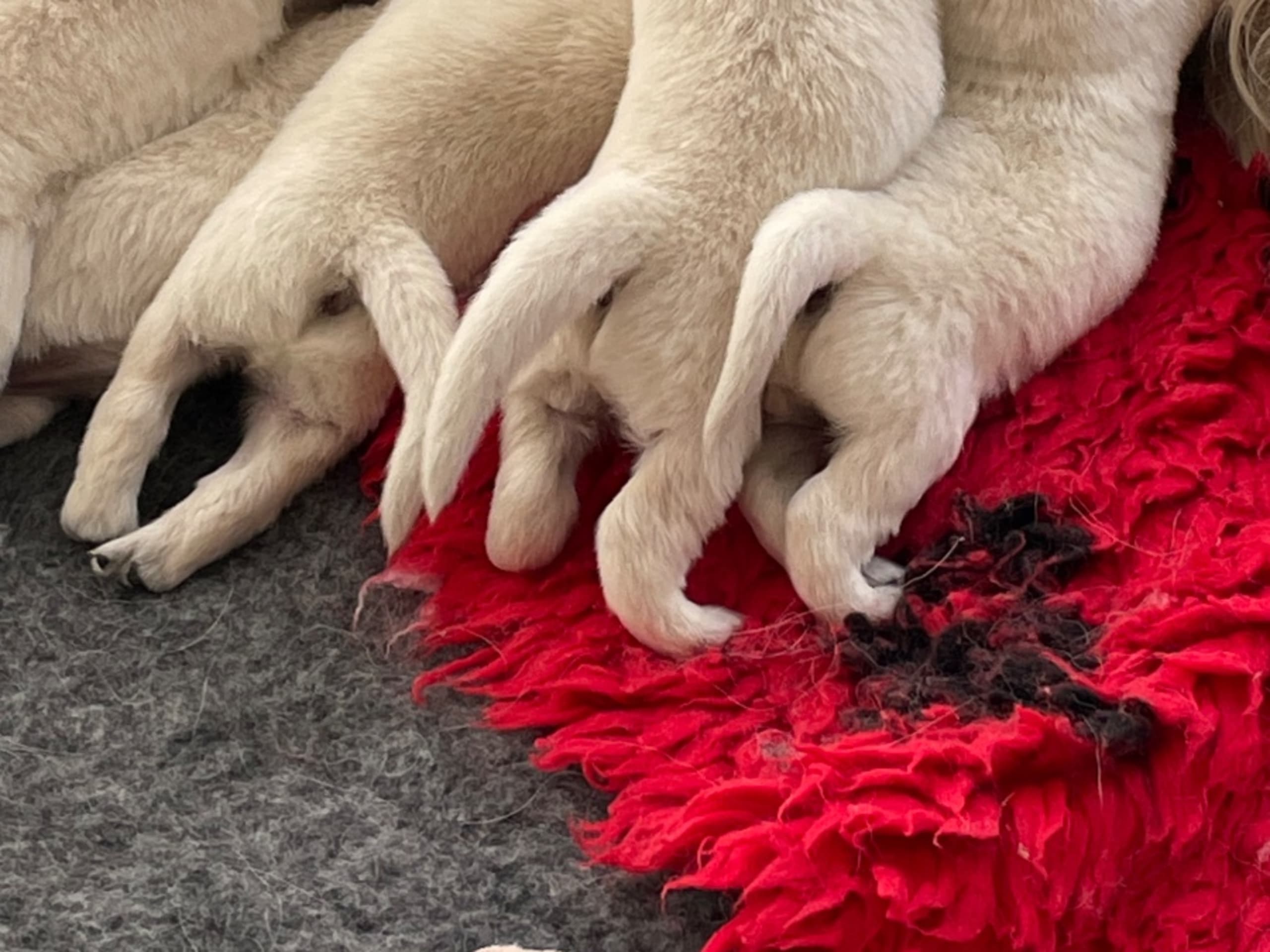 Golden Retriever · Björklinge · Guess