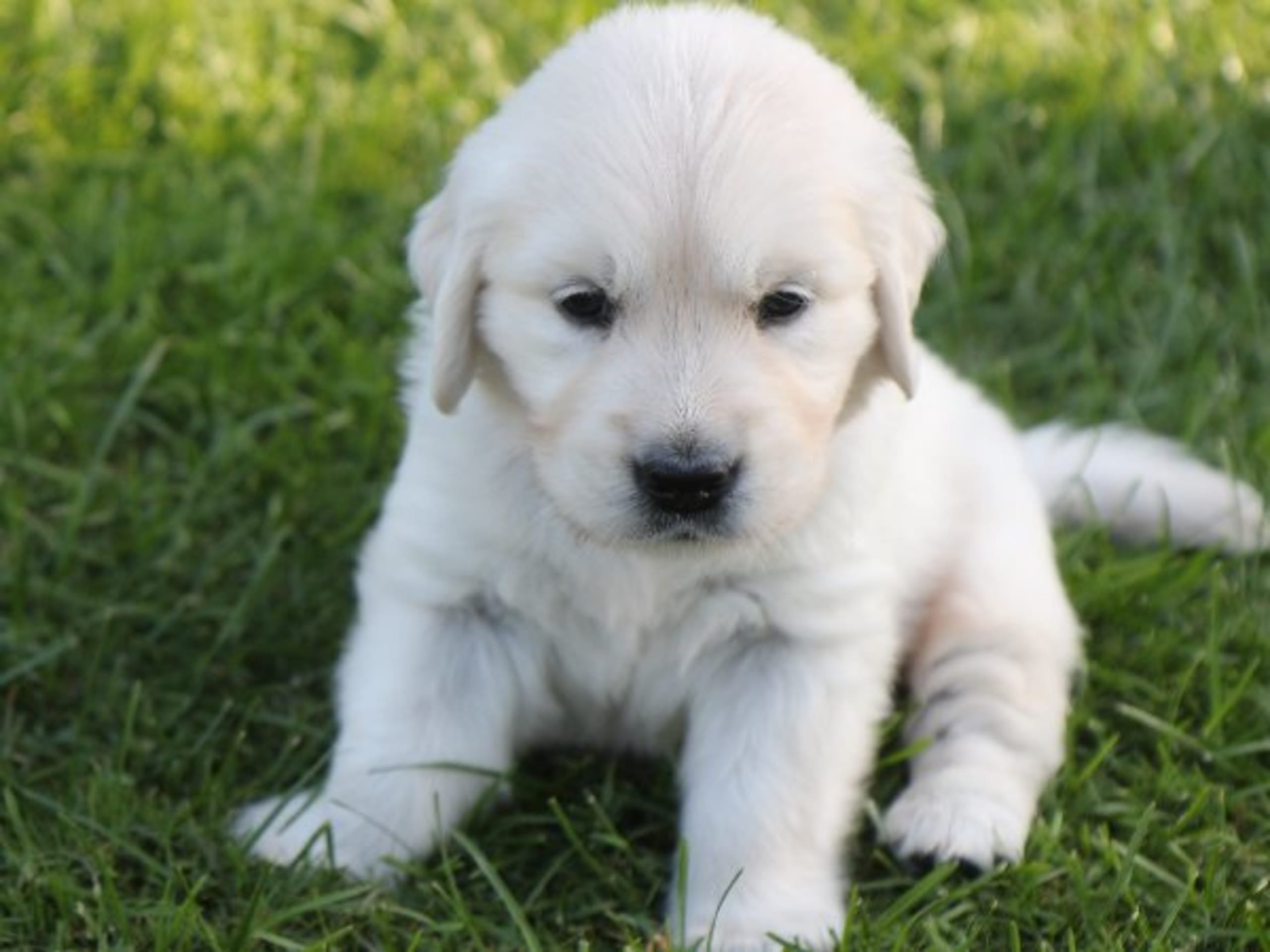 Golden retriever · Torup · Canagold's