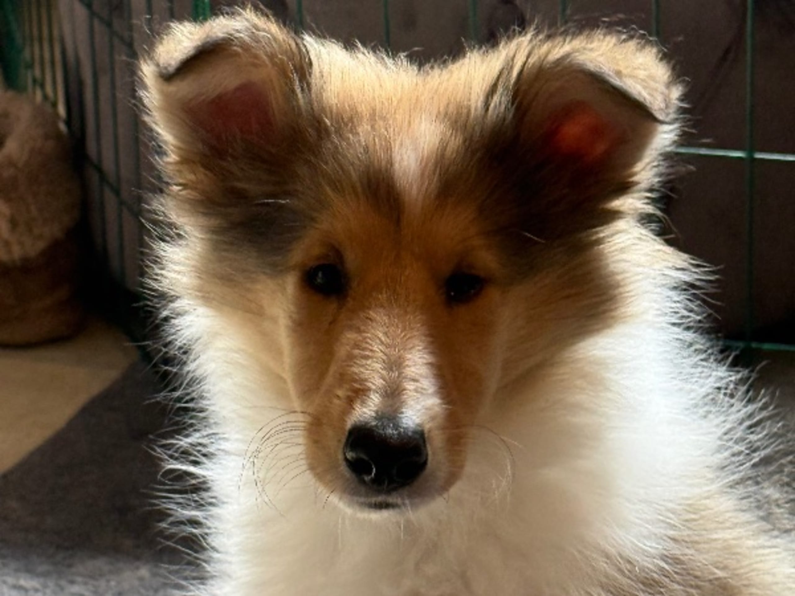 Collie · Trädet · Queenheloise
