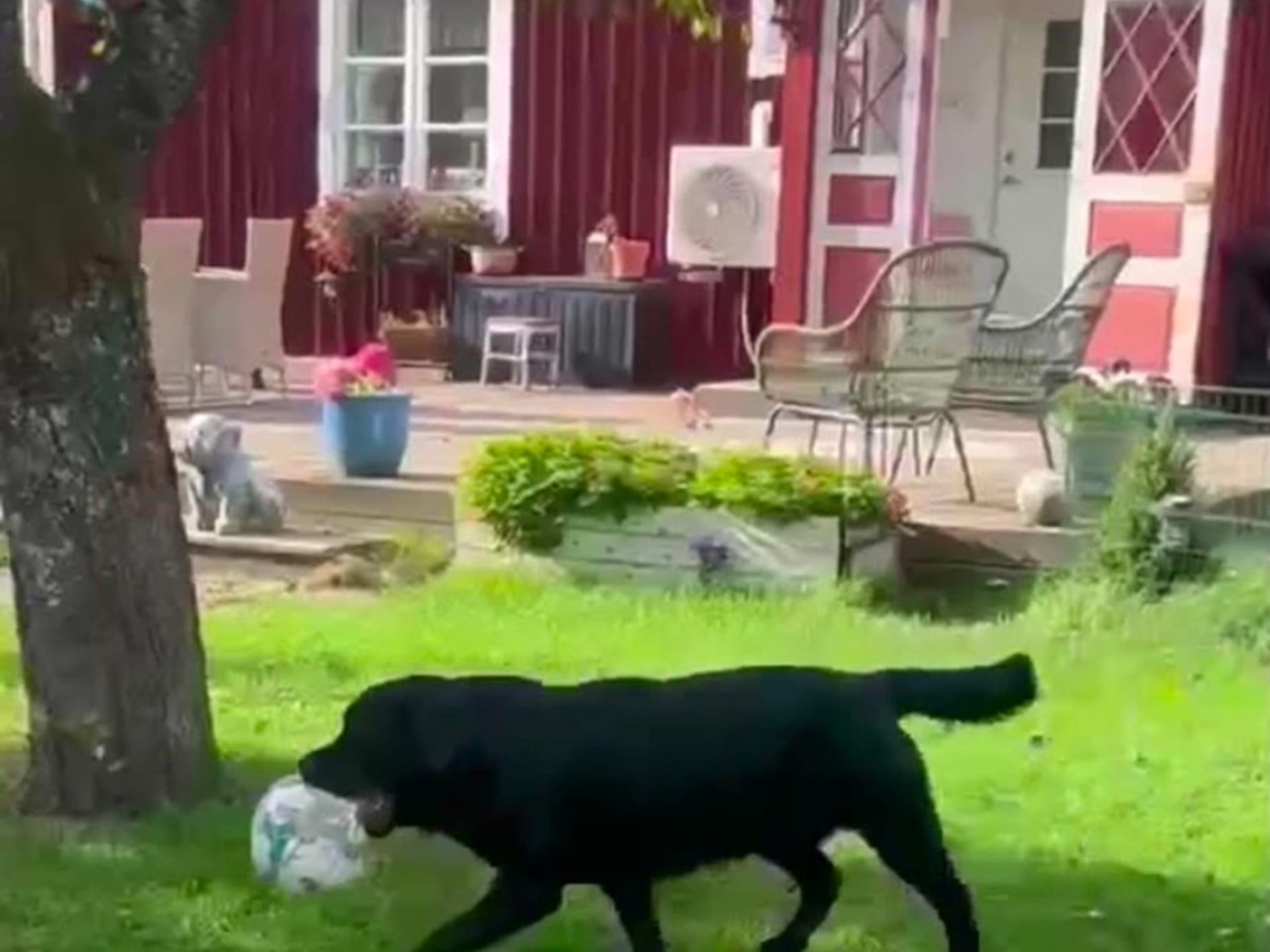 Labrador retriever · Björkvik · Annual's