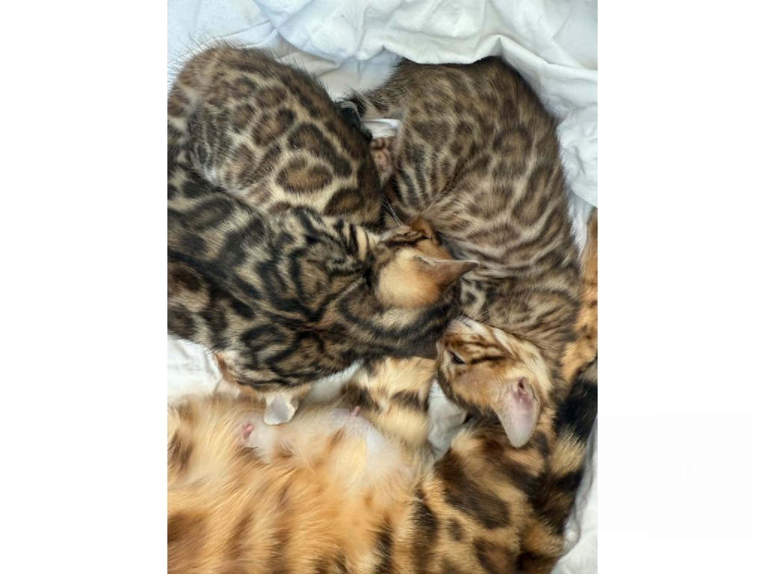 Bengal · Ekerö · SE*ExoticJungleCats