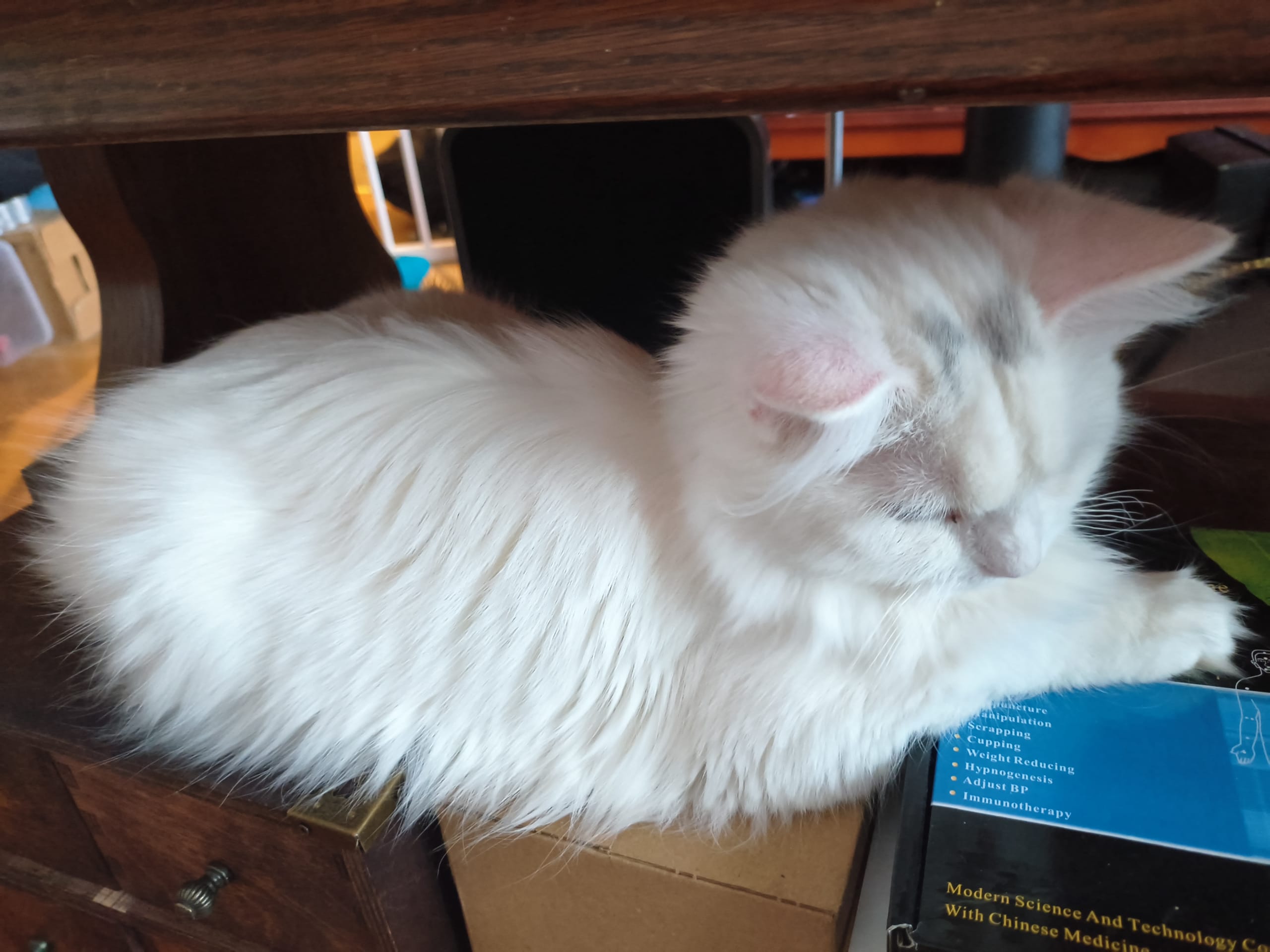 Blandras · Alingsås · Trixie A.