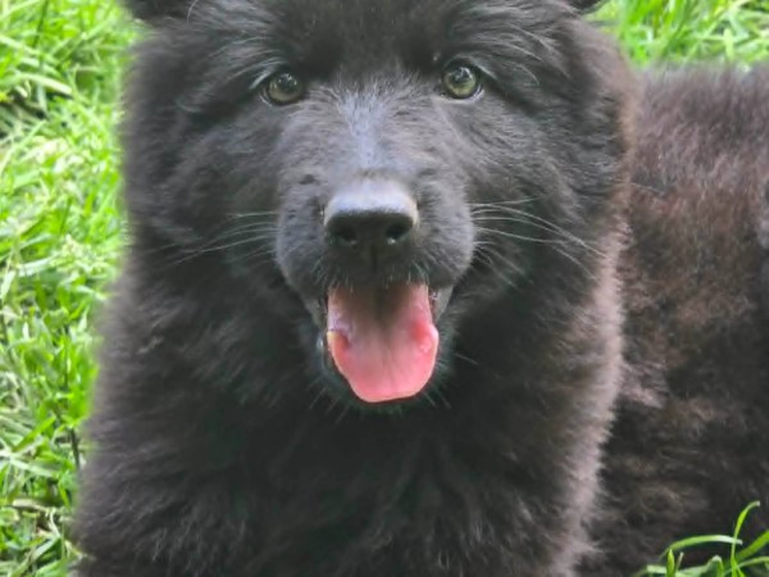 Schäferhund