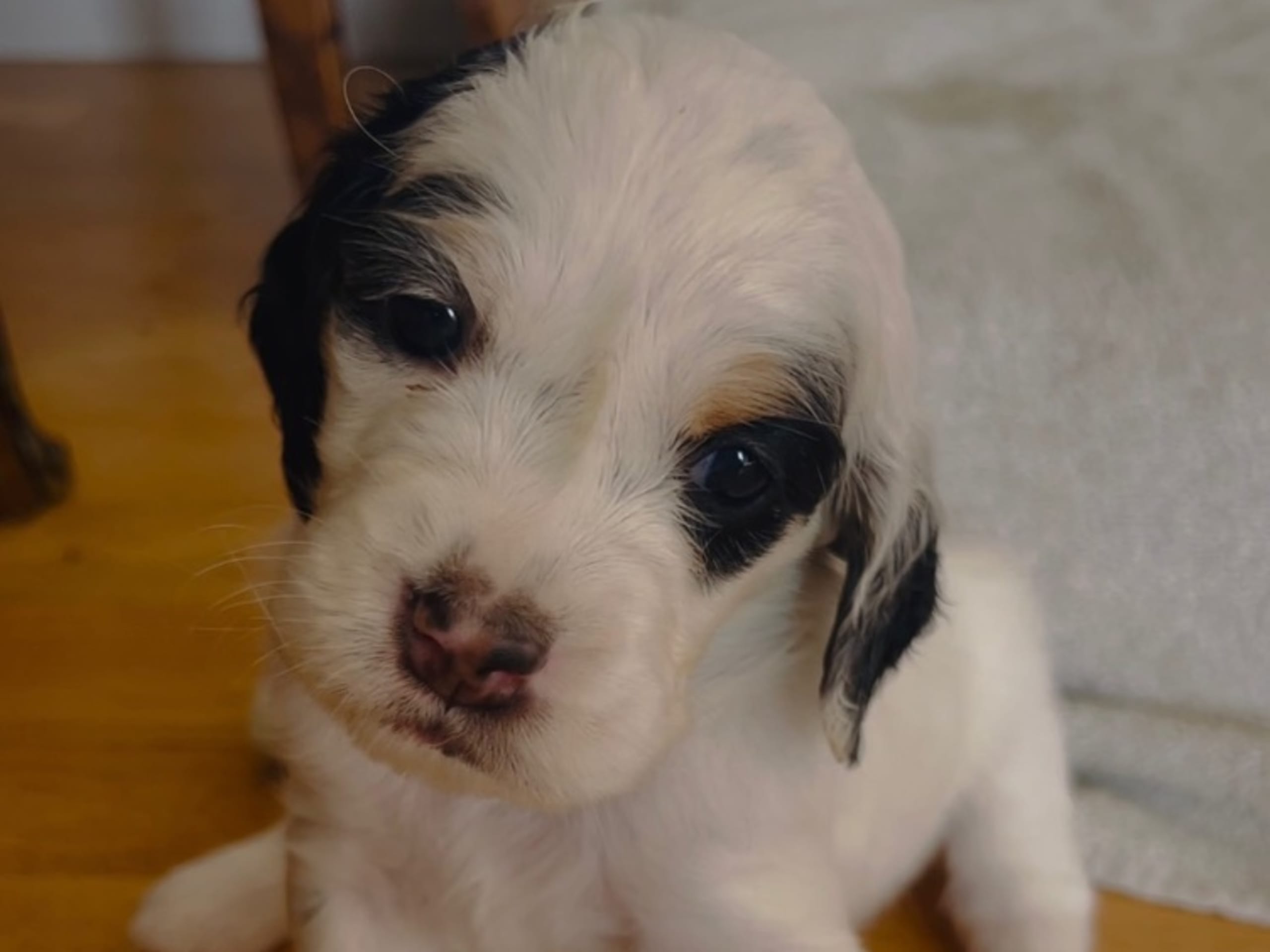 English Setter · Gnesta · Peter Af Uhr