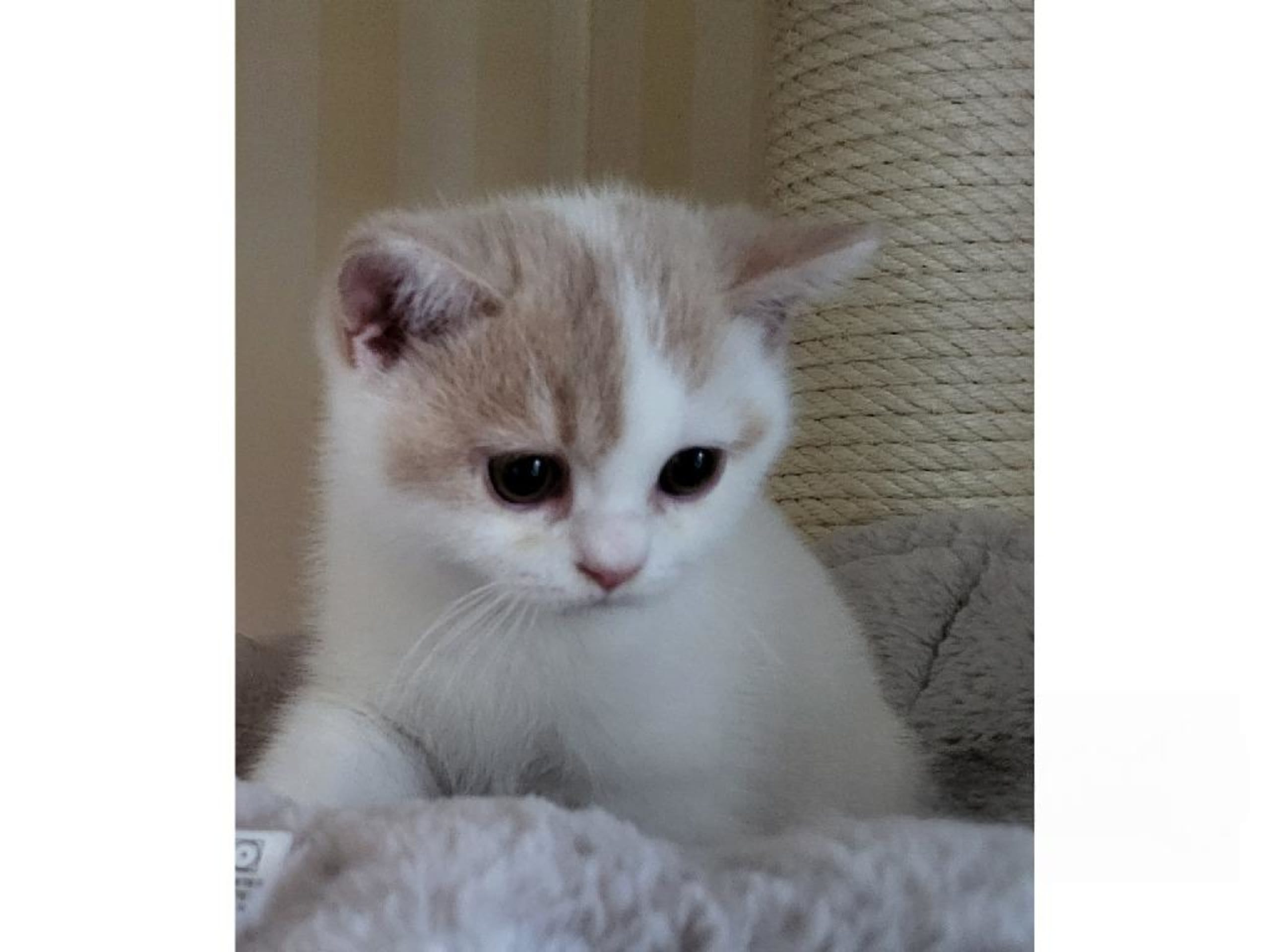 British Shorthair · Värmdö · SE*Lindhouse
