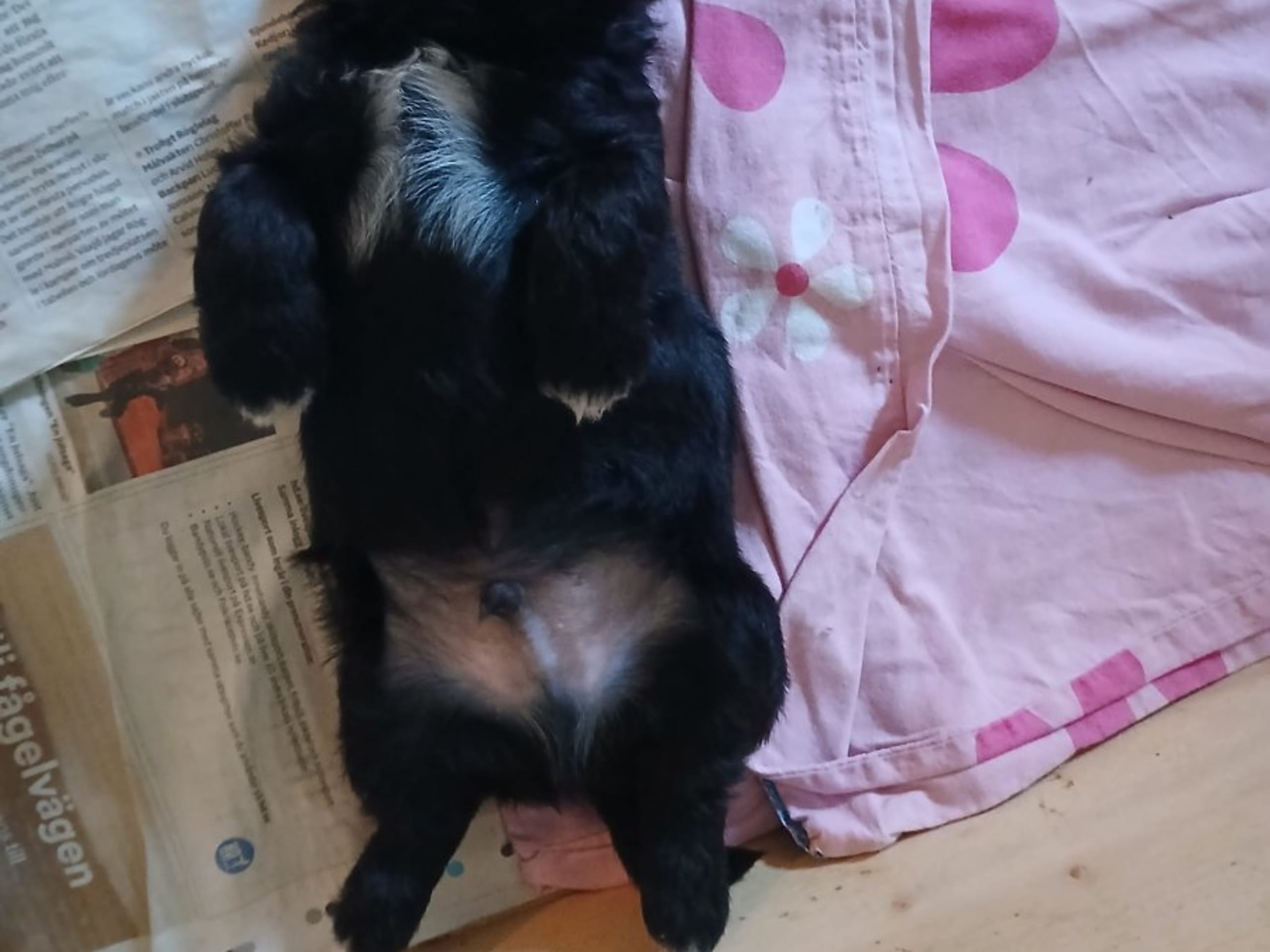 Bichon havanais · Veberöd · Hedbergs Härliga