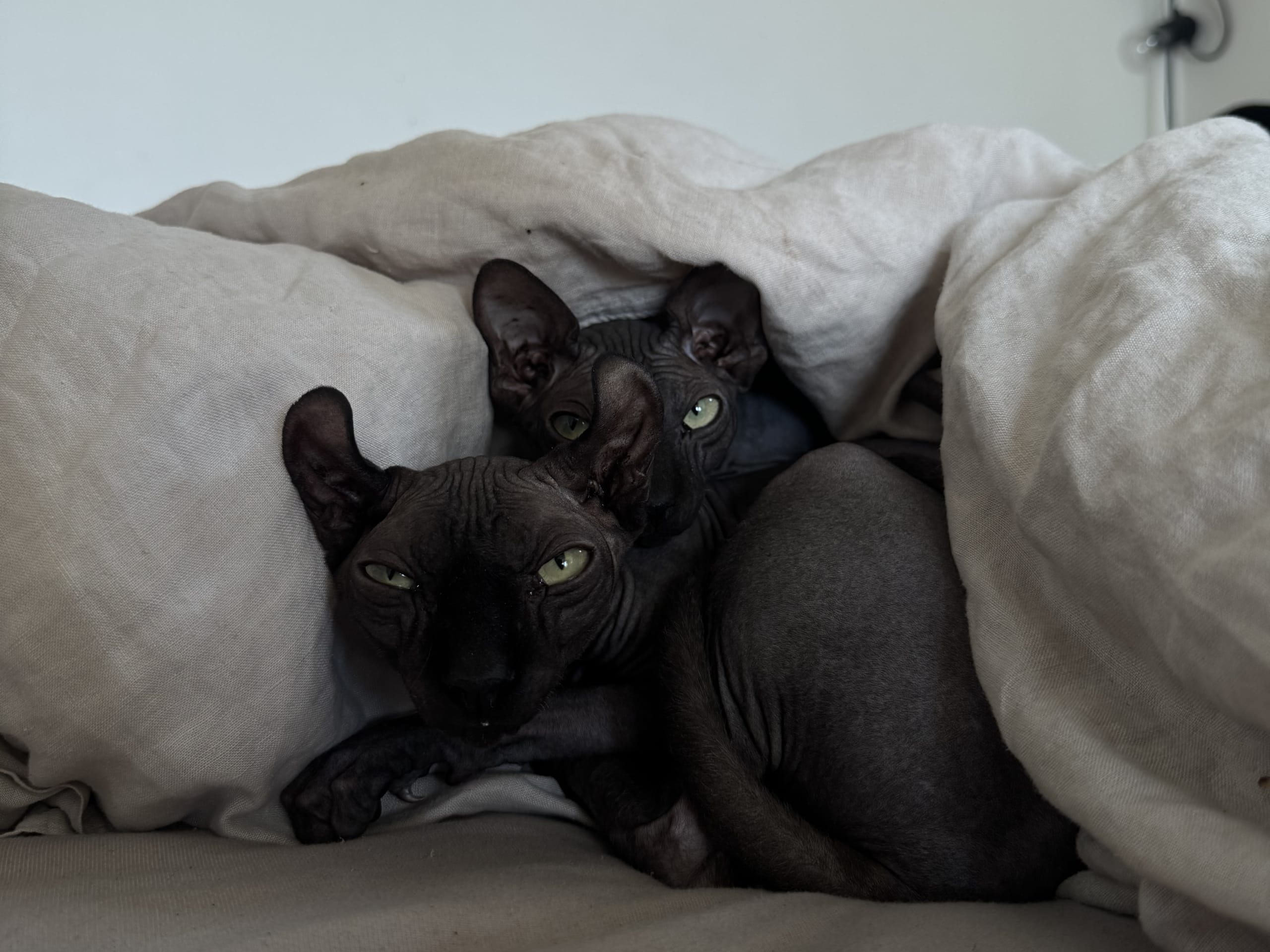 Sphynx