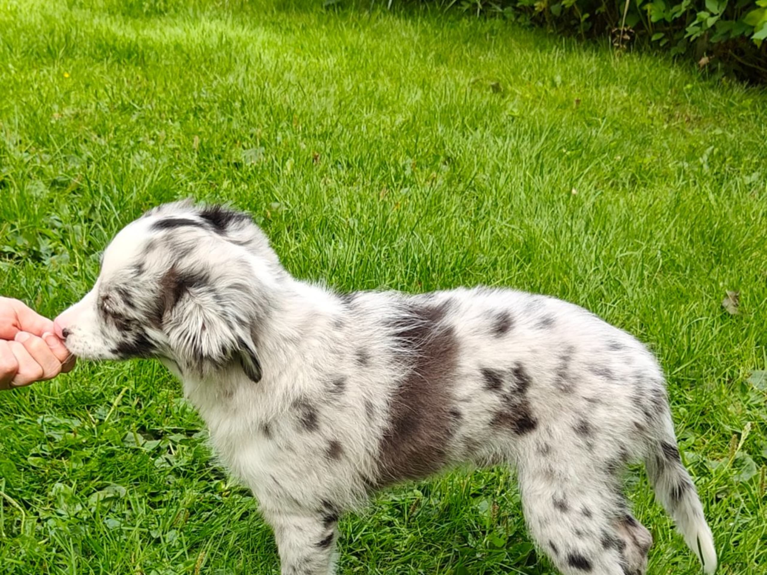 Miniature american shepherd · Skepplanda · Sagolika Mas
