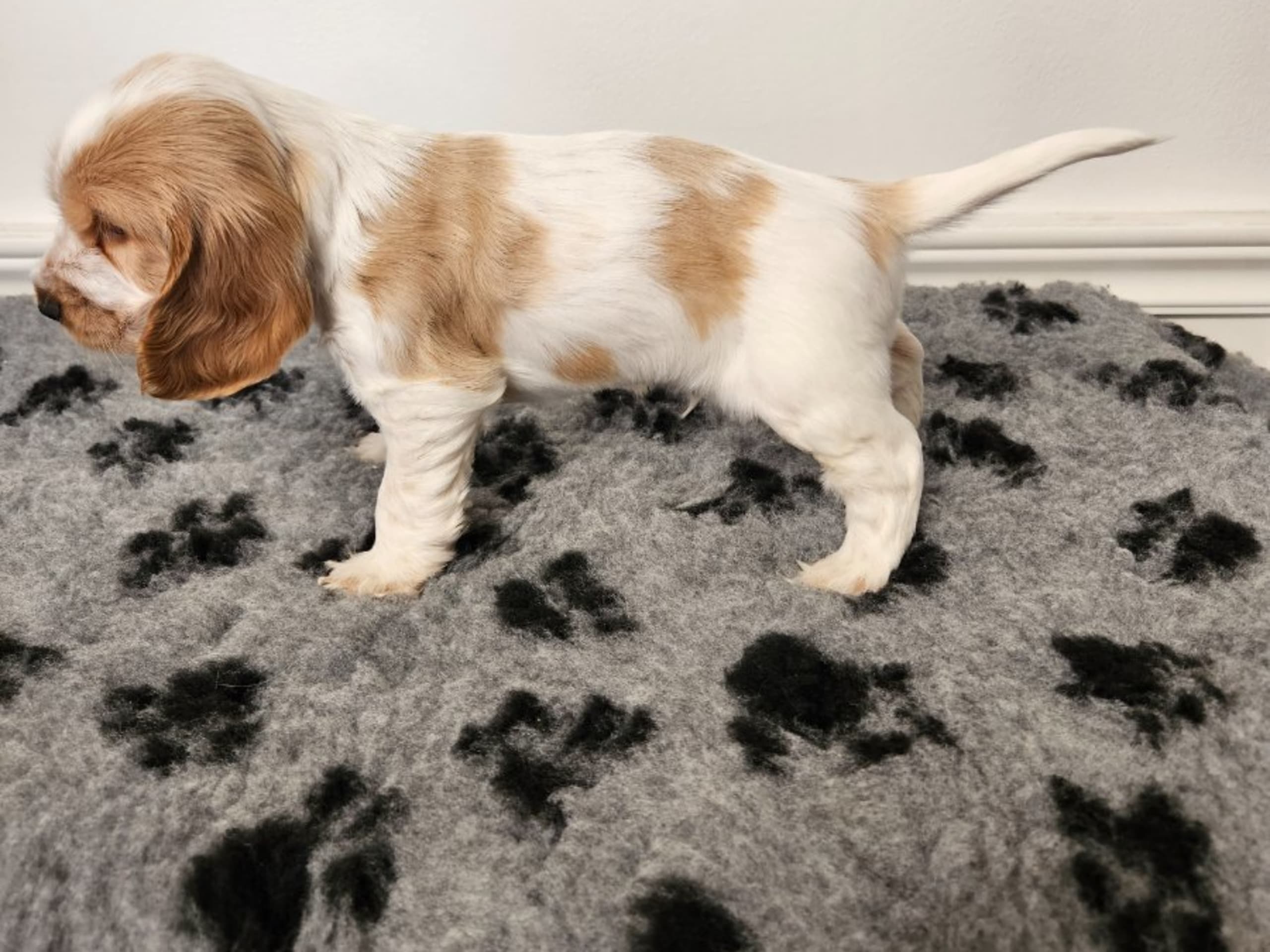 Cocker spaniel · Enhörna · Norris Dream Cocker